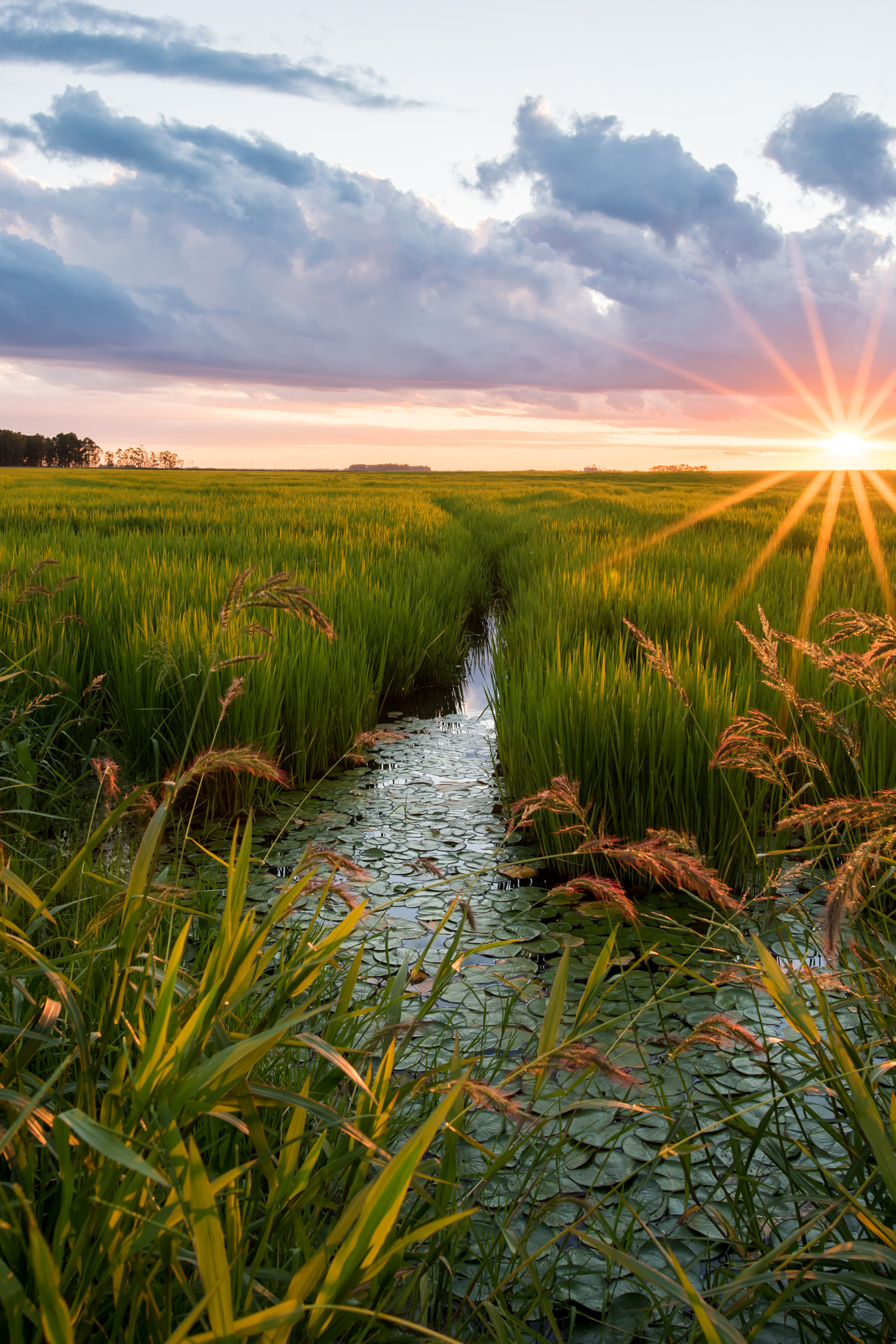 Nikon D5500 + Nikon AF-S Nikkor 20mm F1.8G ED sample photo. Rice fields in brazil 2 photography