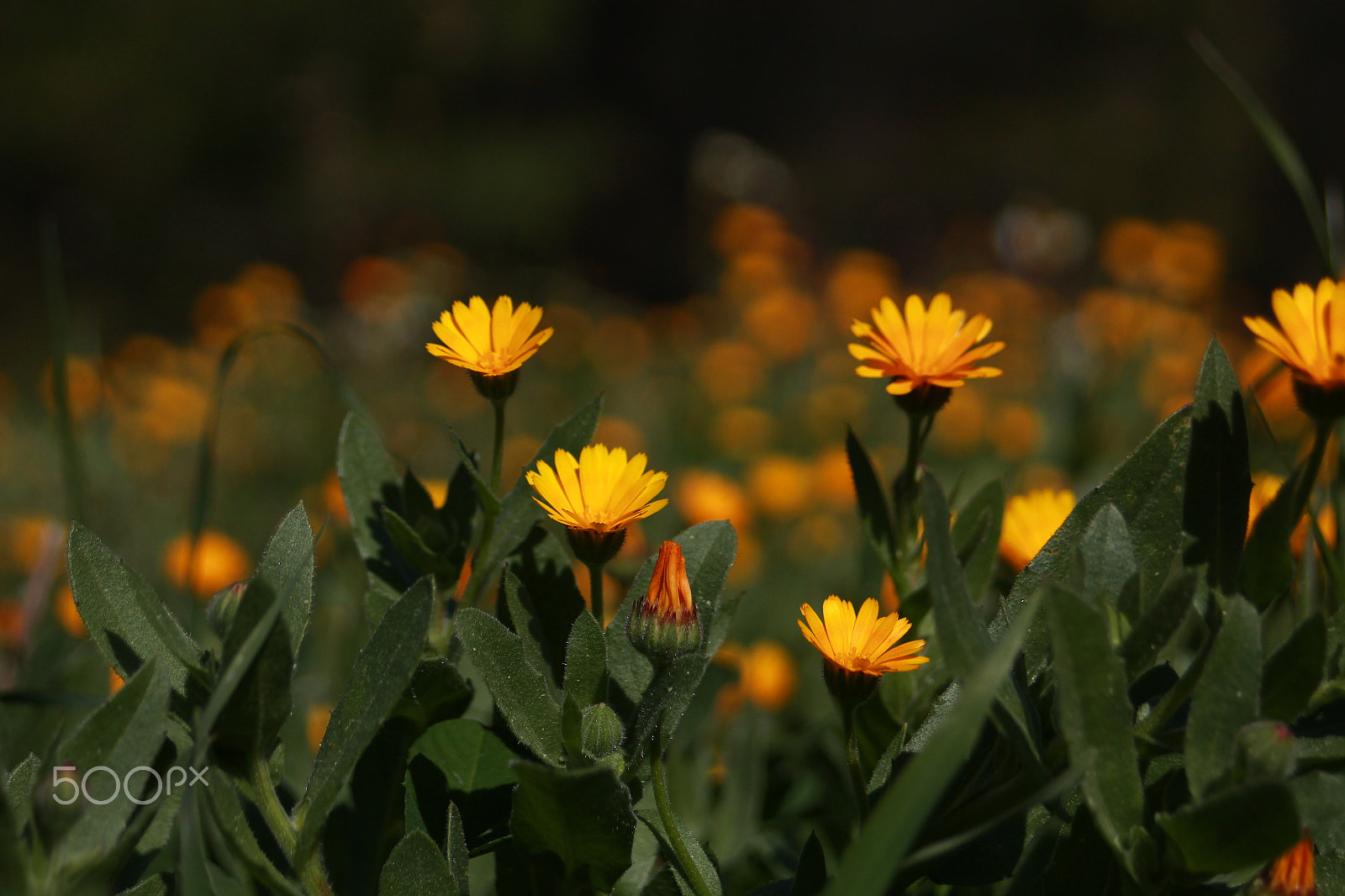 Canon EF 35-70mm f/3.5-4.5 sample photo. March photography