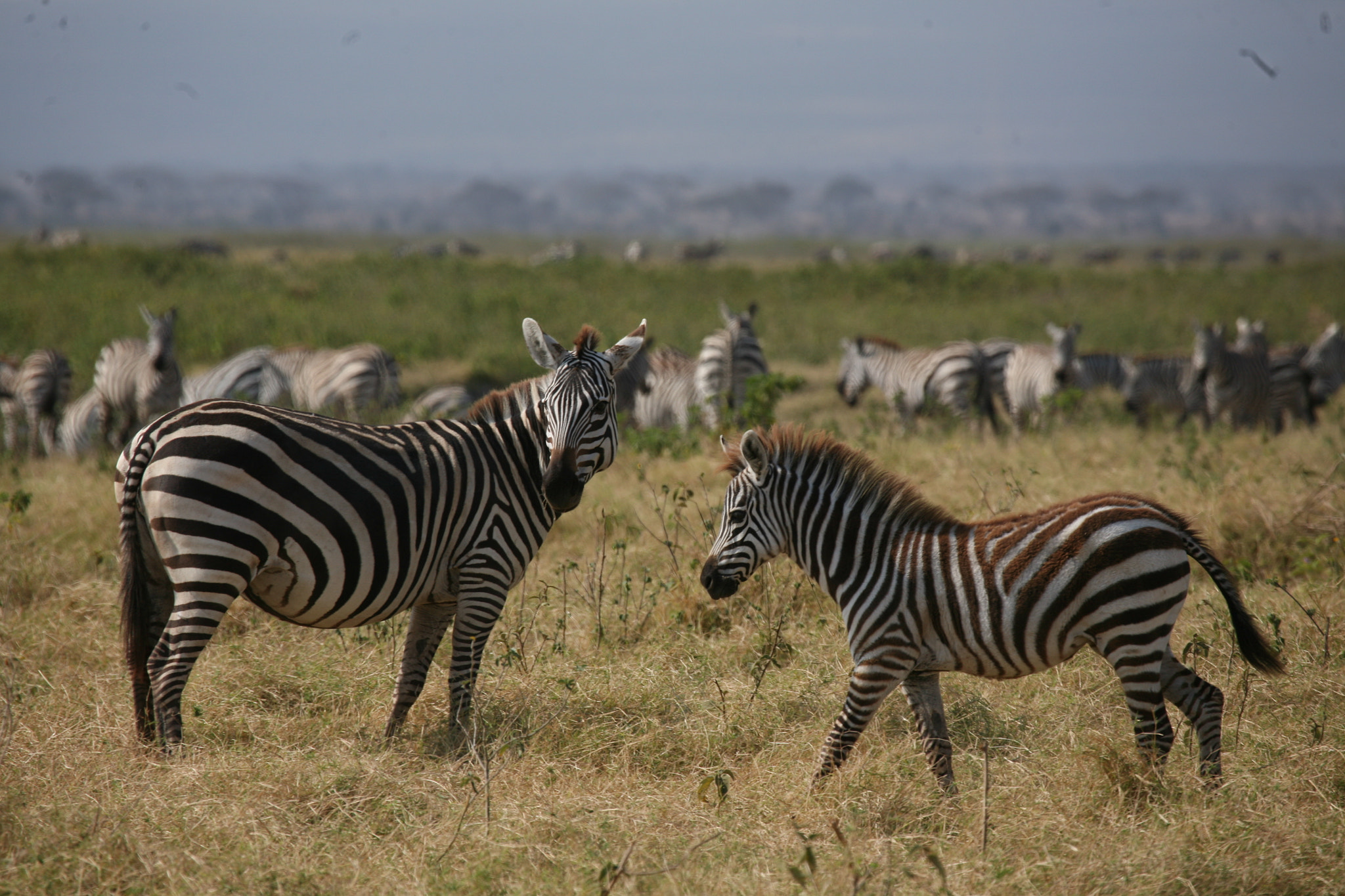 Canon EF 100-400mm F4.5-5.6L IS USM sample photo. Zèbres - parc d'amboseli photography