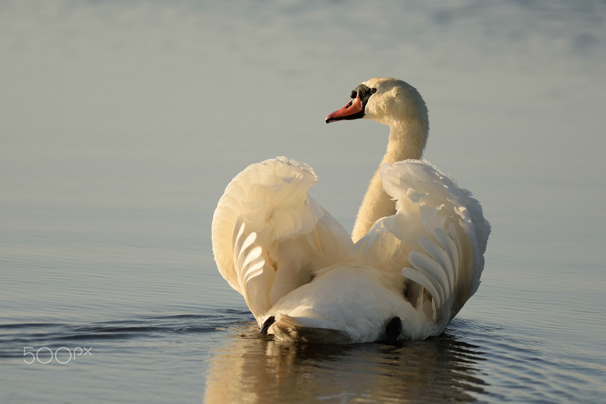 Nikon AF-S Nikkor 300mm F2.8G ED-IF VR sample photo. Feather by feather photography