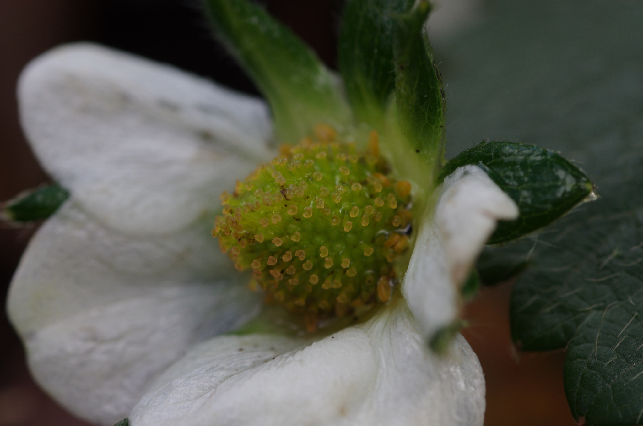 Pentax K-5 + smc PENTAX-FA Macro 100mm F2.8 sample photo. Birth of a strawberry photography