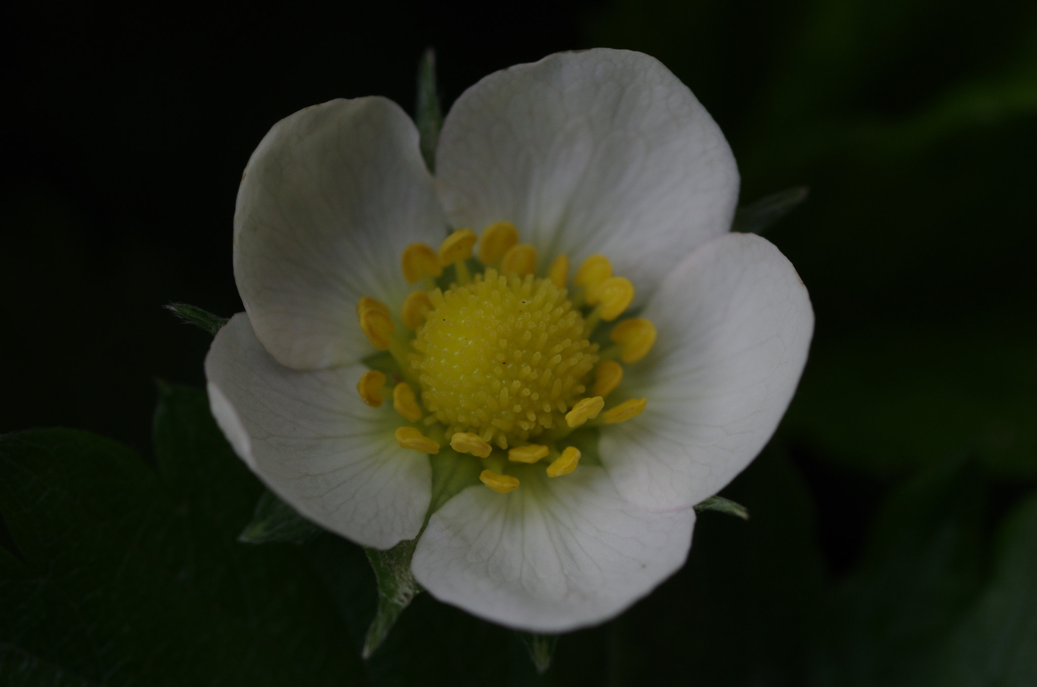 Pentax K-5 + smc PENTAX-FA Macro 100mm F2.8 sample photo. Strawberry flower photography