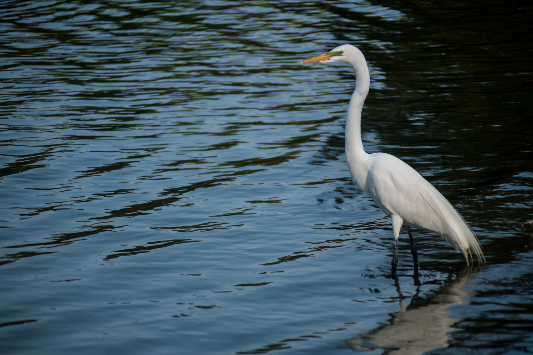 Nikon D5500 + AF Nikkor 70-210mm f/4-5.6 sample photo. Just, walking on air... photography