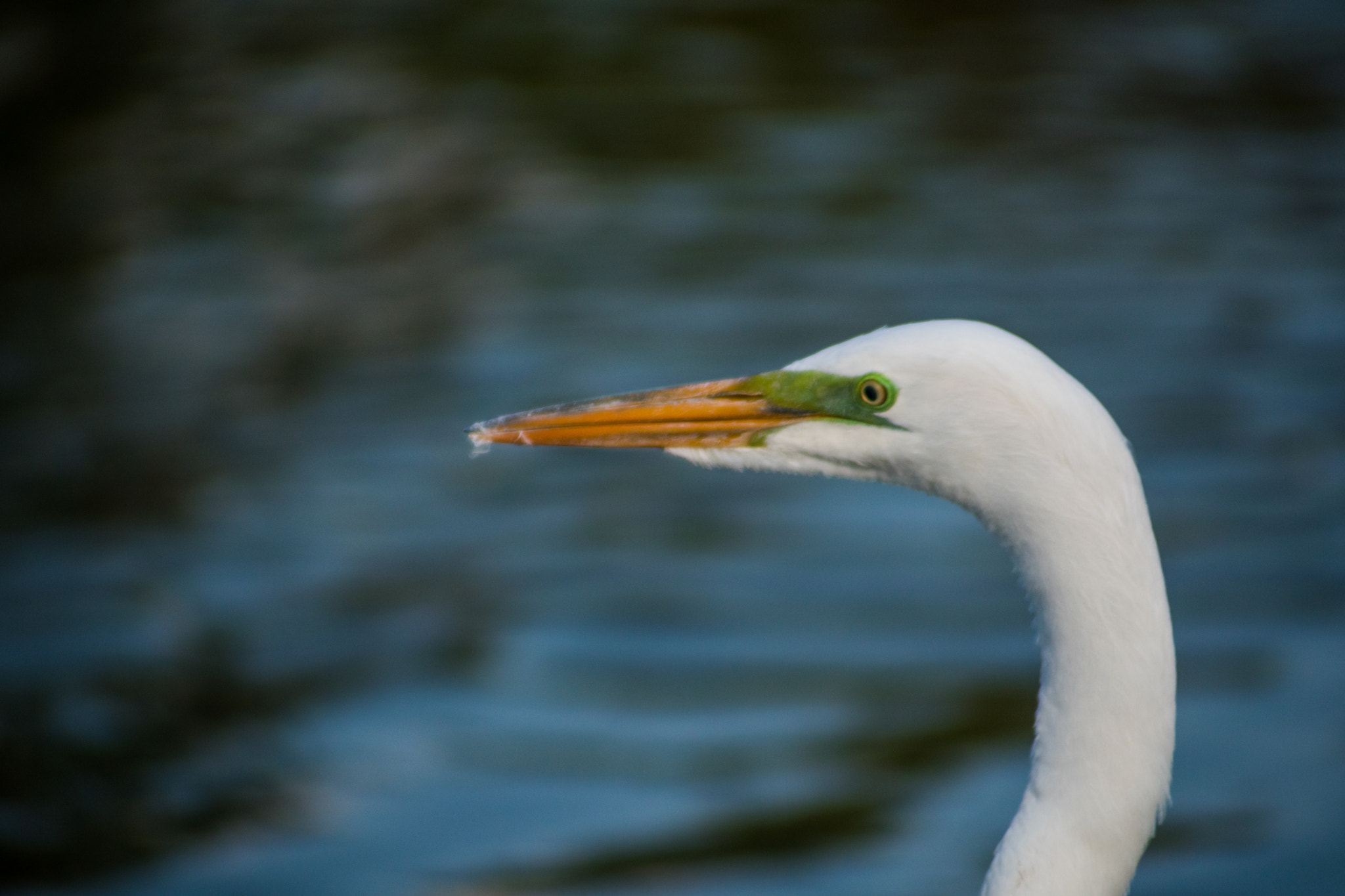 Nikon D5500 + AF Nikkor 70-210mm f/4-5.6 sample photo. Elegant bird photography