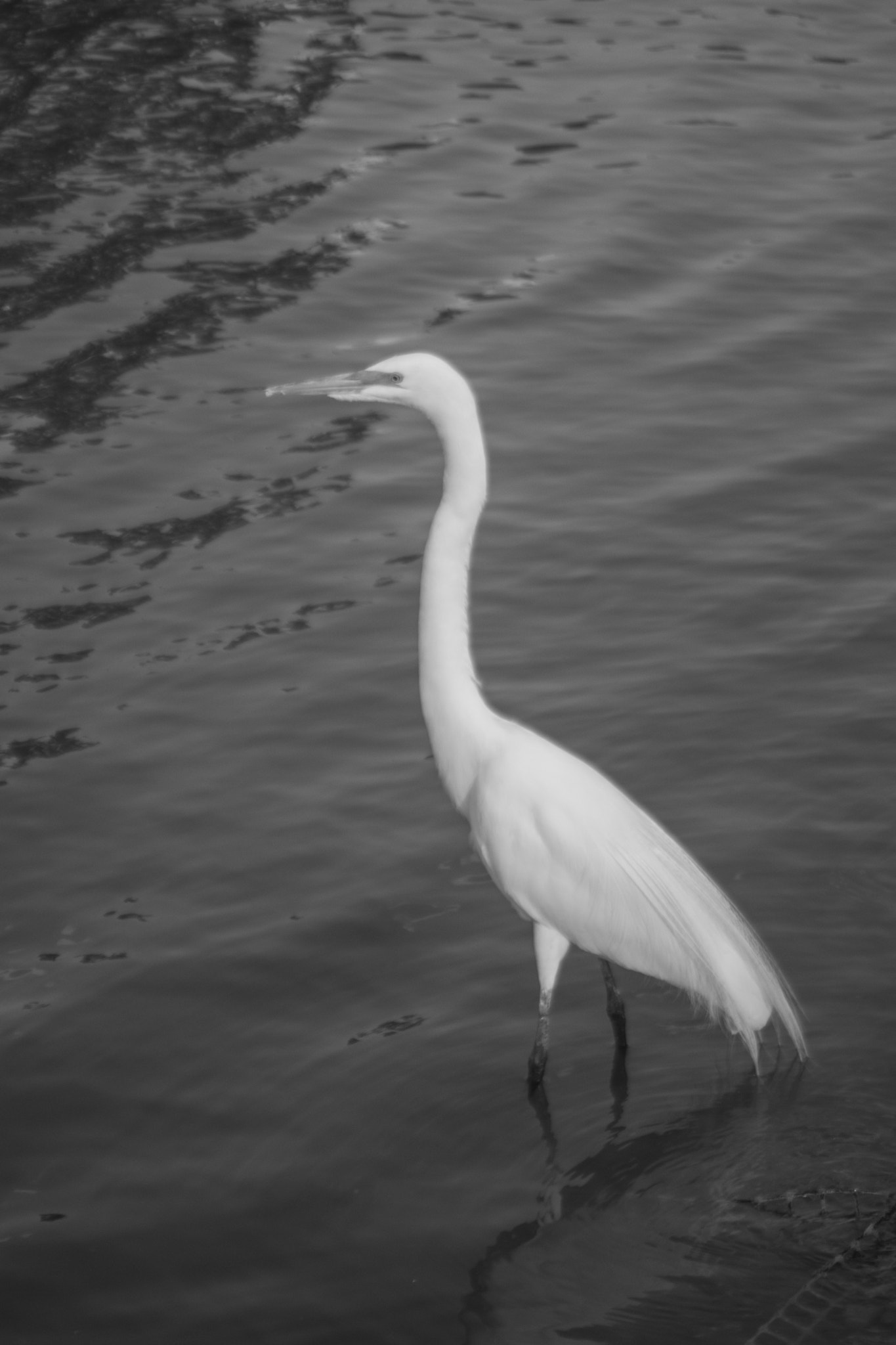 Nikon D5500 + AF Nikkor 70-210mm f/4-5.6 sample photo. B&amp;w heron photography