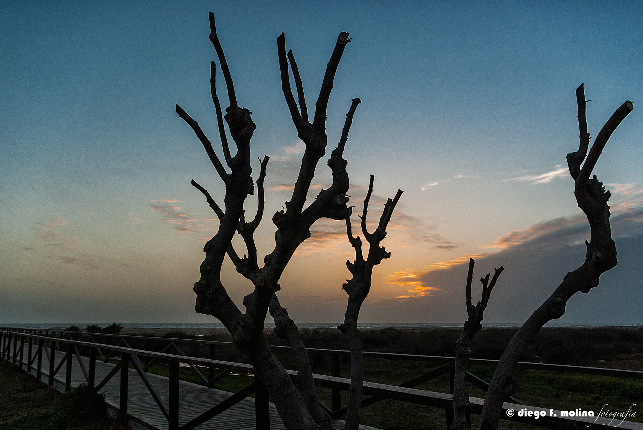 Pentax K200D sample photo. Ramas en los bateles photography