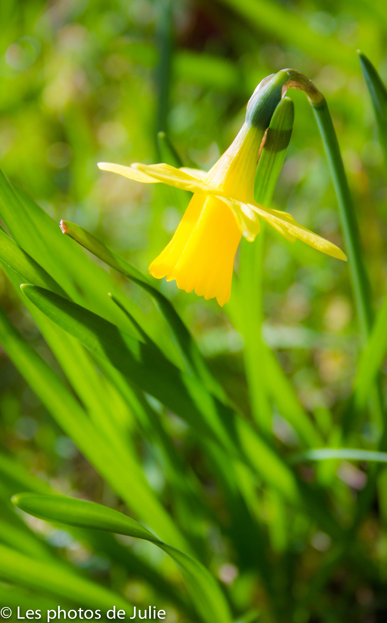 Canon EF-S 18-55mm F3.5-5.6 sample photo. Jonquille photography
