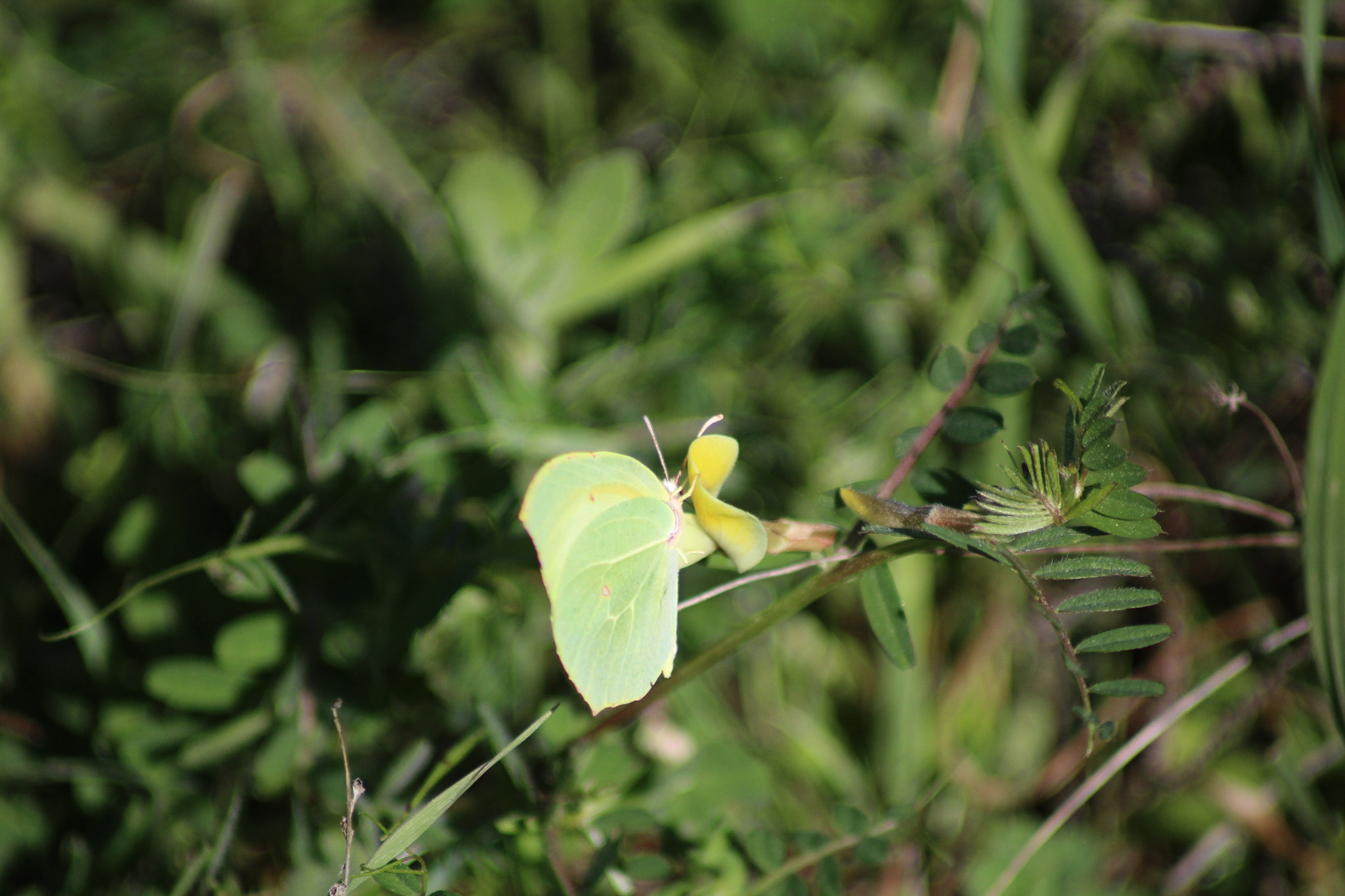 Canon EOS 1200D (EOS Rebel T5 / EOS Kiss X70 / EOS Hi) + Canon EF 70-210mm f/4 sample photo. Leaf or butterfly ? photography