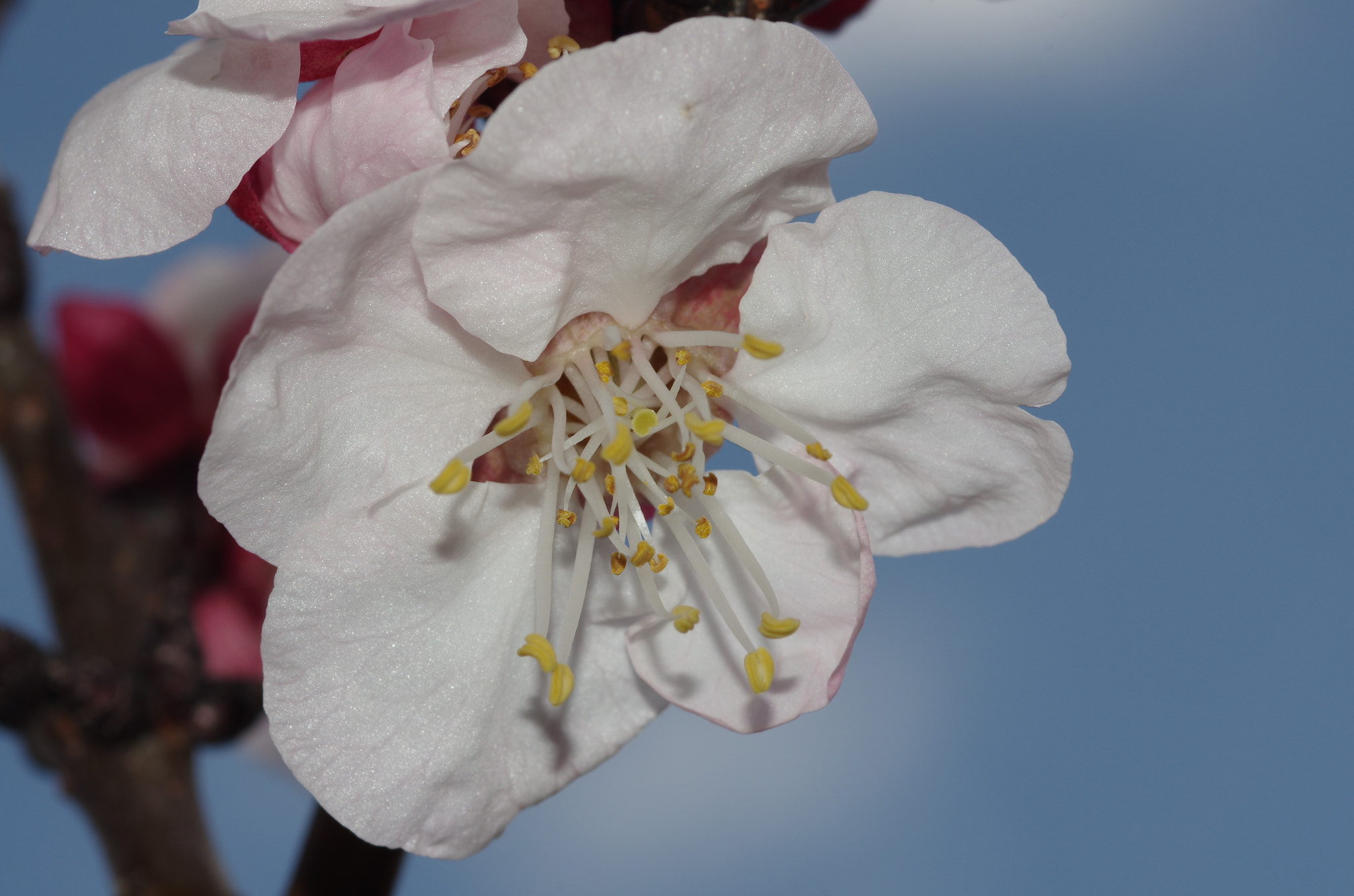 Pentax K-5 + smc PENTAX-FA Macro 100mm F2.8 sample photo. Flower apricot tree photography