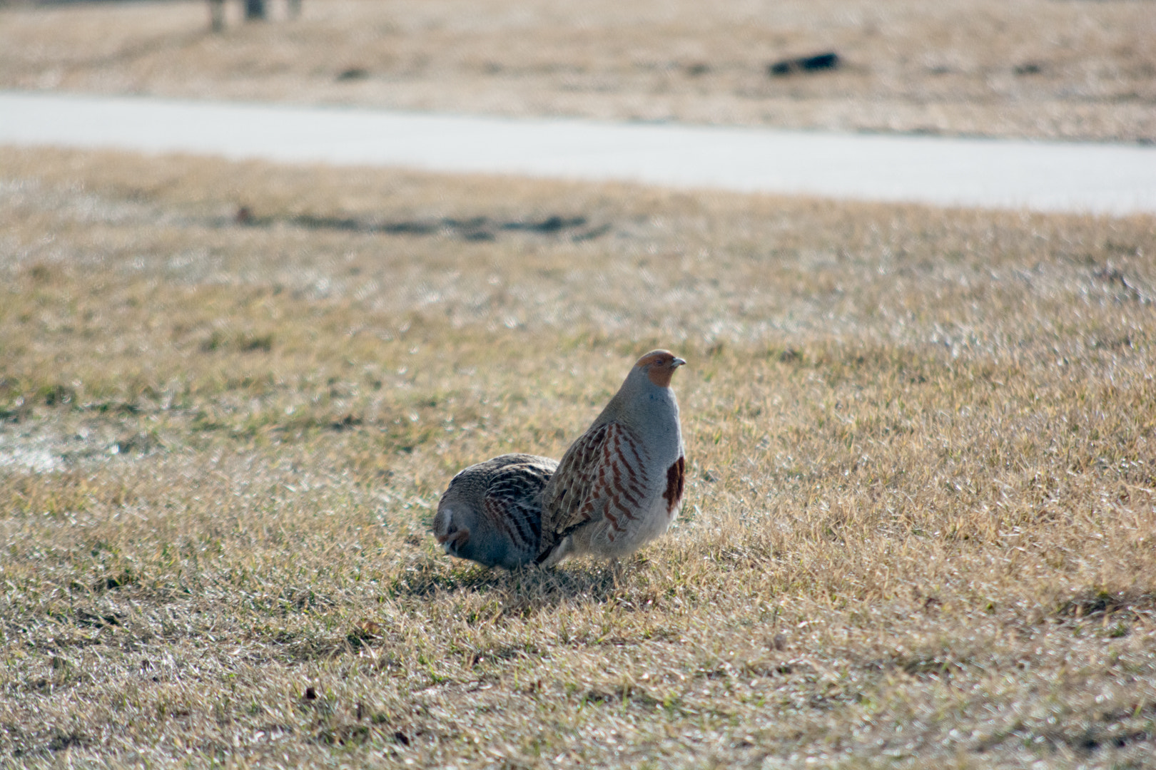 Nikon D7100 + AF Nikkor 70-210mm f/4-5.6D sample photo. Insta photography