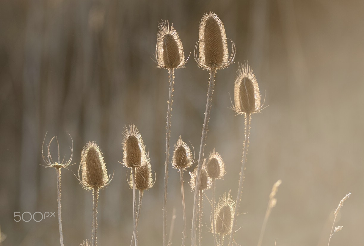 Nikon AF-S Nikkor 300mm F2.8G ED-IF VR sample photo. Wild teasel photography