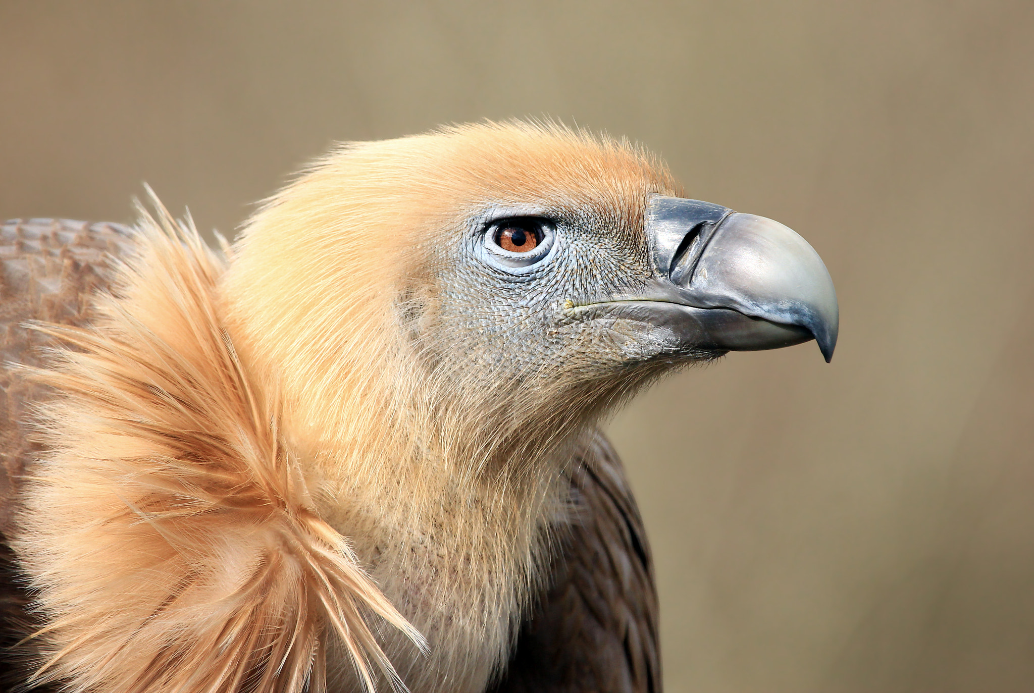 Canon EF 100-400mm F4.5-5.6L IS USM sample photo. Buitre photography