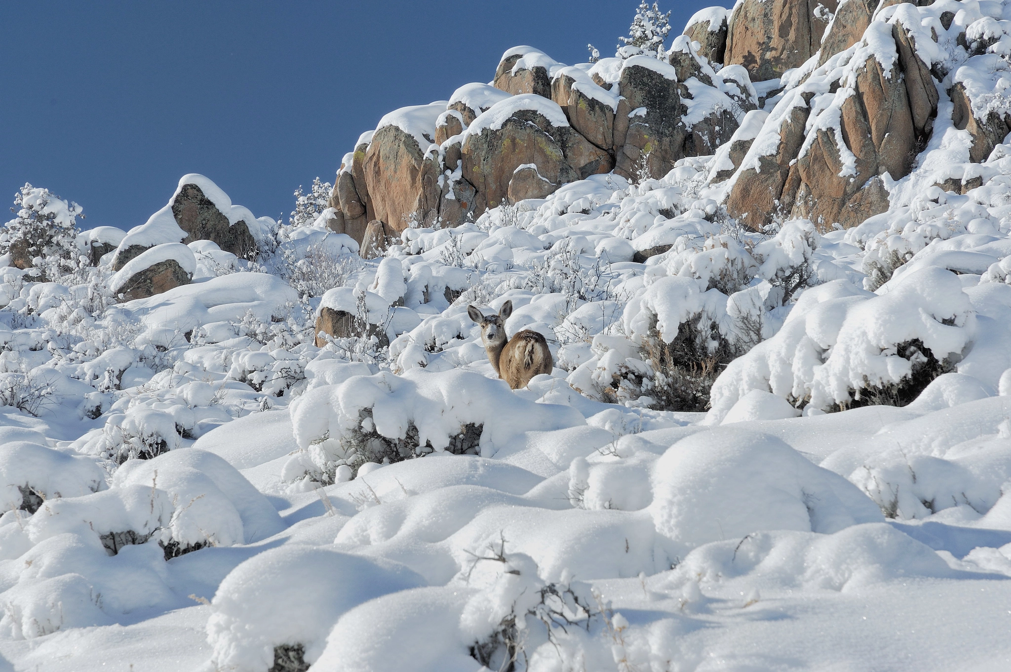 Nikon D2Xs sample photo. Cold photography