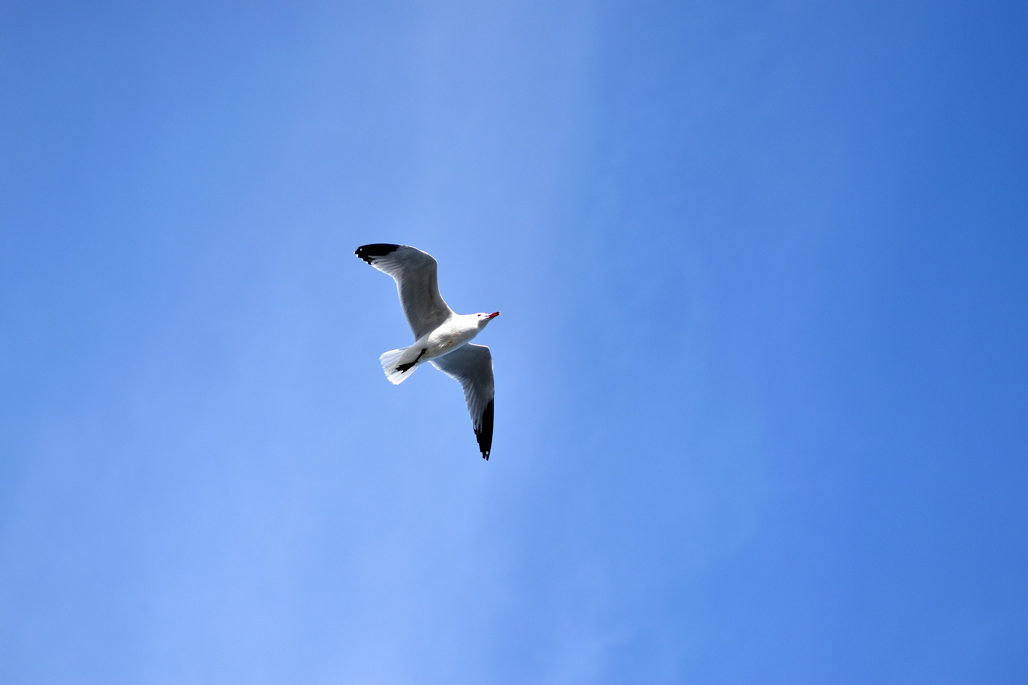 Nikon D3300 + Nikon AF-S Nikkor 85mm F1.8G sample photo. Dsc_0124.jpg photography