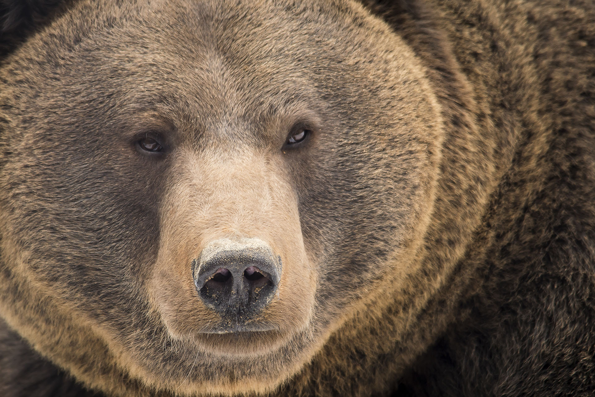 Sony ILCA-77M2 + Sigma 150-500mm F5-6.3 DG OS HSM sample photo. Bear (ursus arctos arctos) photography