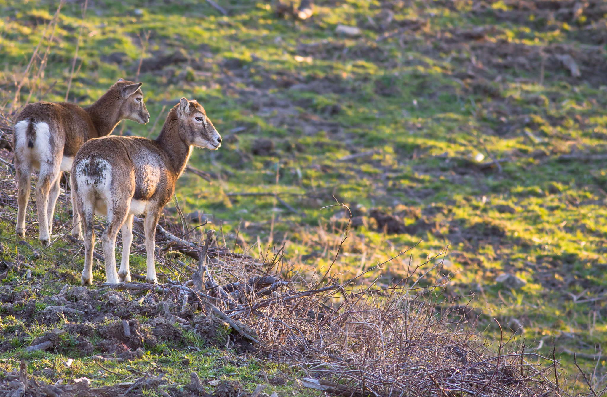 Canon EOS 50D + Canon EF 400mm F5.6L USM sample photo. Ovis musimon photography