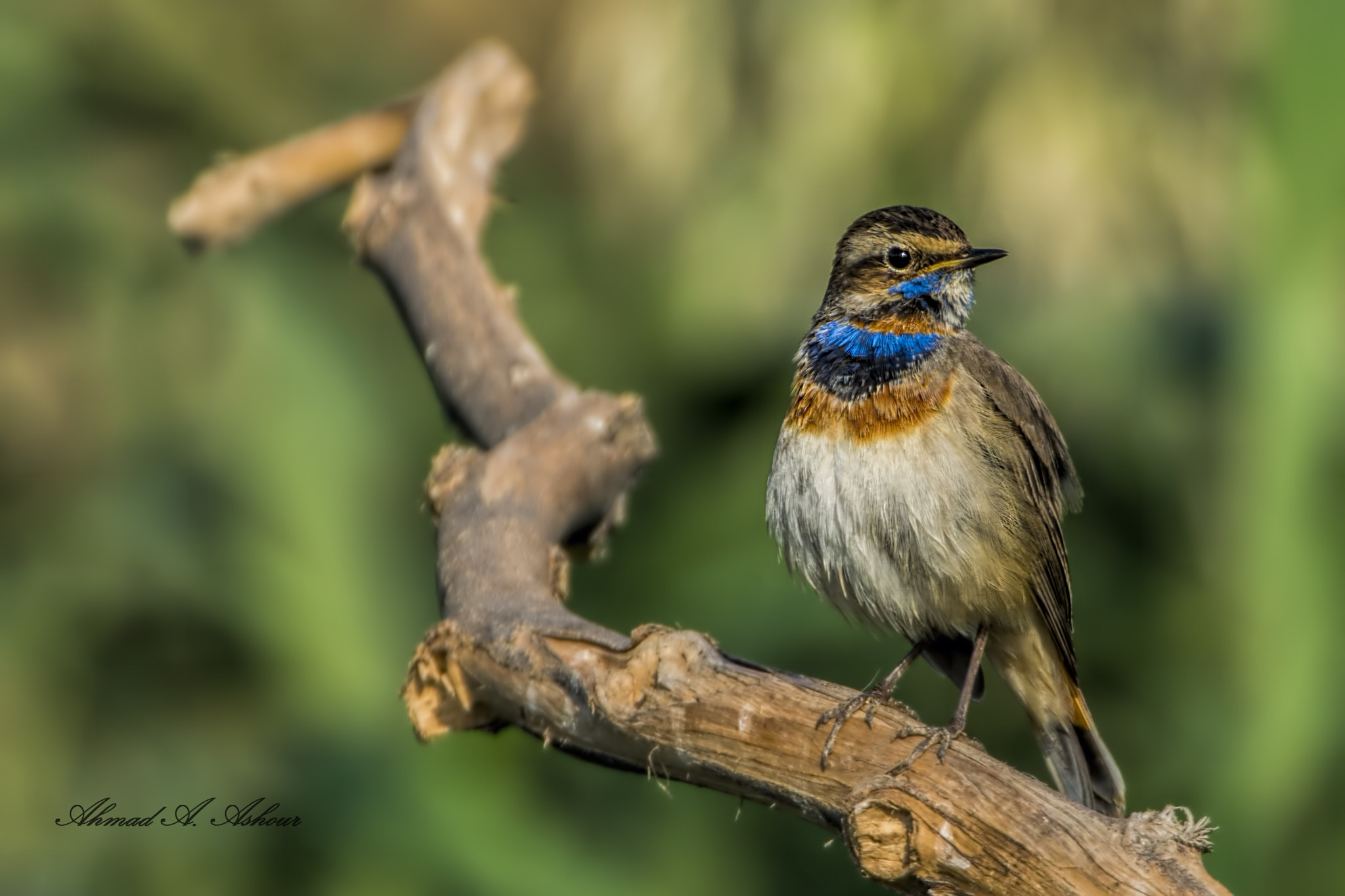 Nikon AF-S Nikkor 200-400mm F4G ED-IF VR sample photo. Keep beautiful  photography