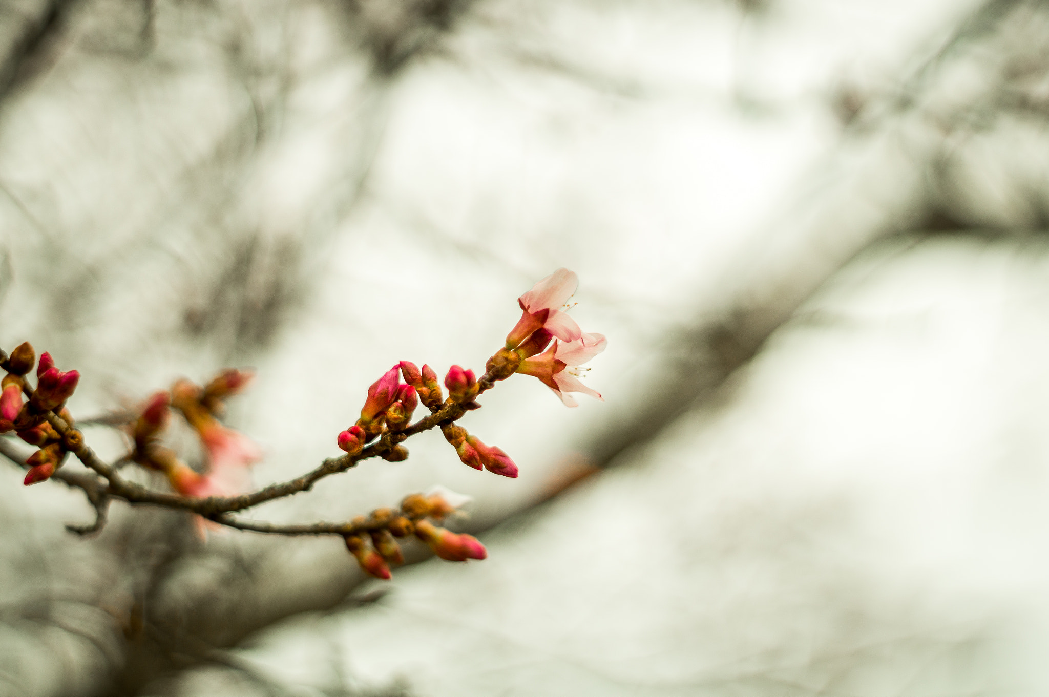 Sony SLT-A57 + Minolta AF 50mm F1.7 New sample photo. Signs of life... photography