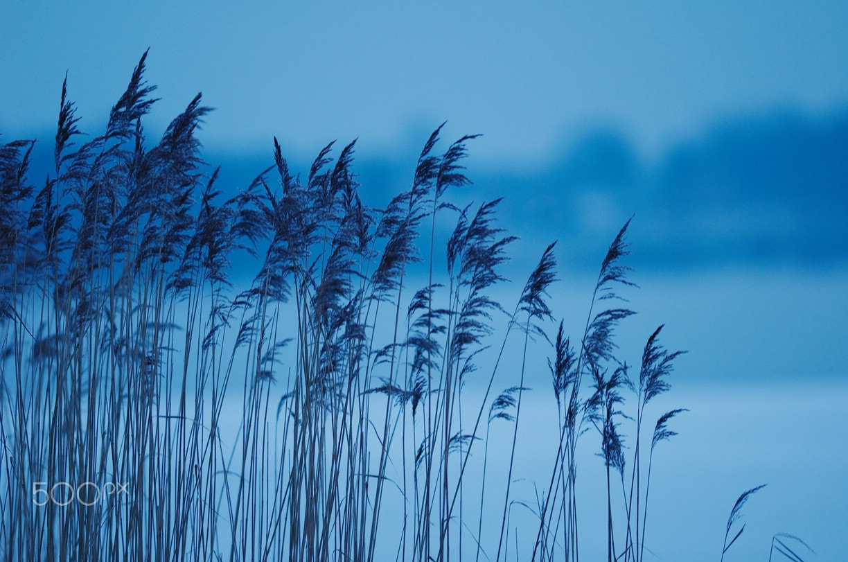 Nikon AF-S Nikkor 300mm F2.8G ED-IF VR sample photo. Frozen to blue photography
