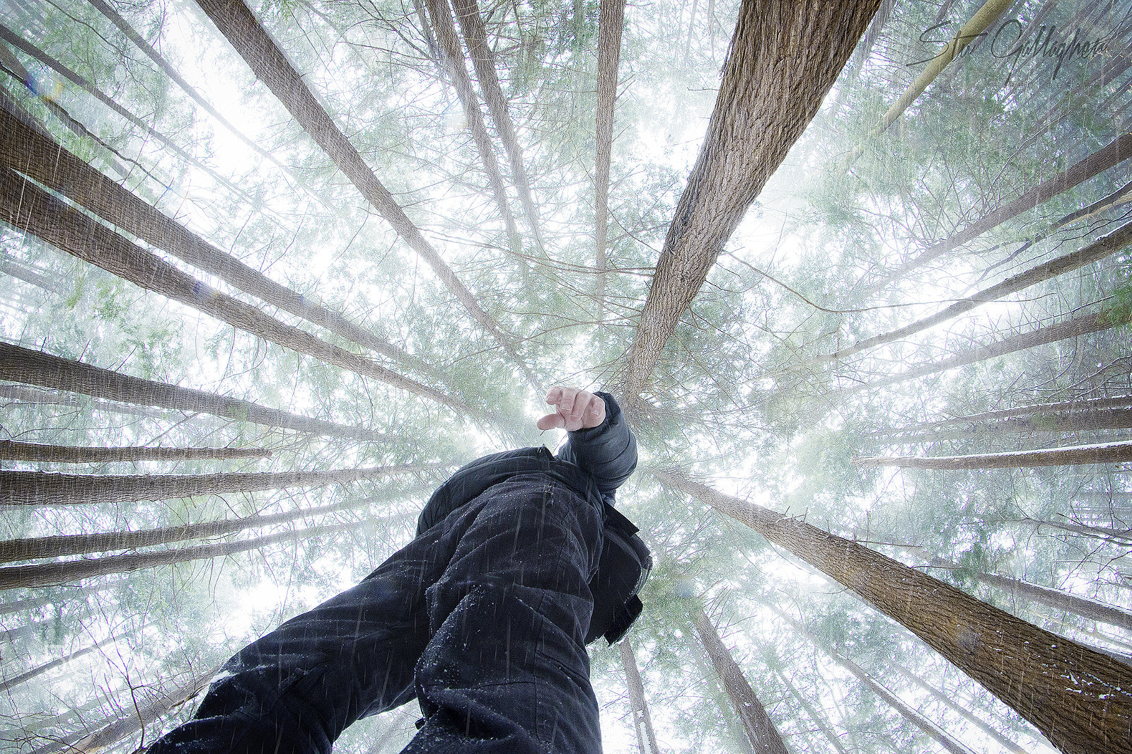 Nikon D610 + Samyang 8mm F3.5 Aspherical IF MC Fisheye sample photo. Forest floor photography