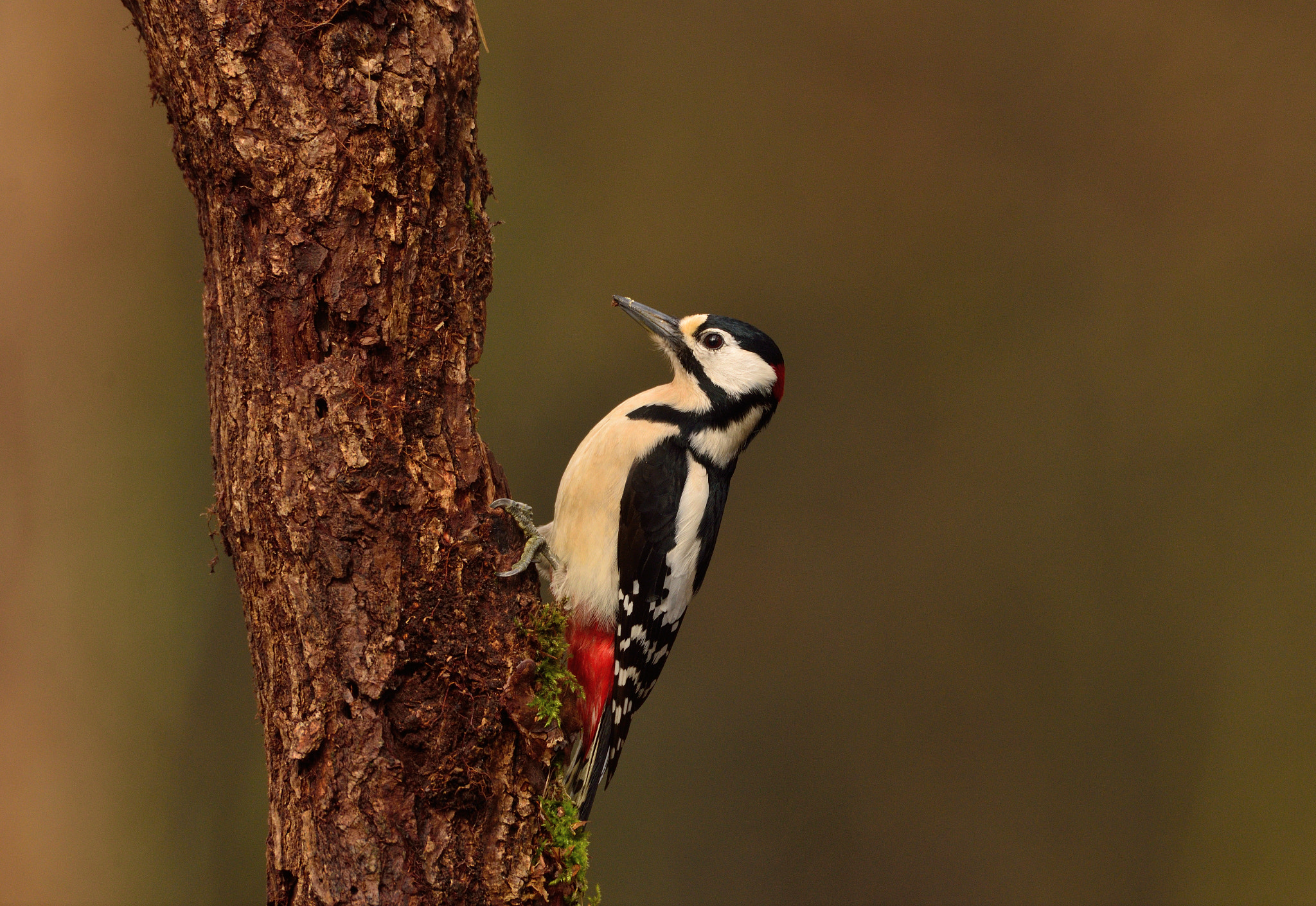 AF-S Nikkor 600mm f/4D IF-ED sample photo. Woodpecker photography