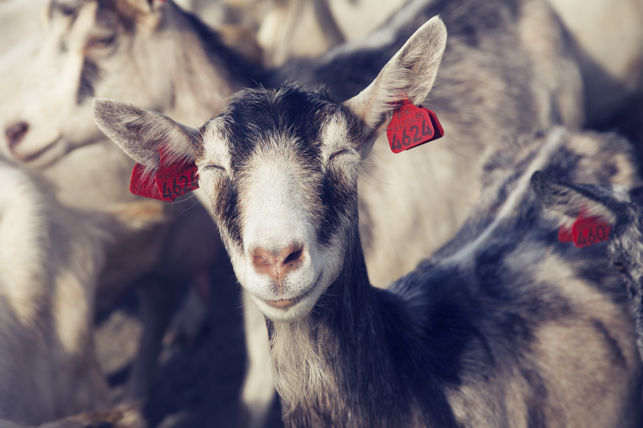 Sigma 24-105mm f/4 DG OS HSM | A sample photo. The smiling goat photography