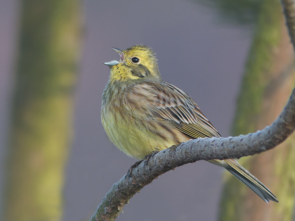 Canon EF 300mm F4L IS USM sample photo. Geelgors / yellowhammer photography