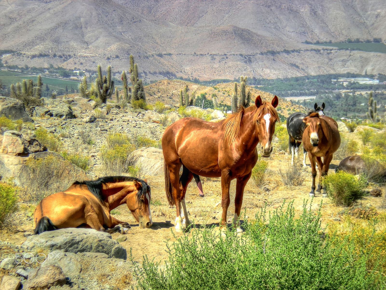 Nikon COOLPIX S200 sample photo. Valle del elqui vicuña photography