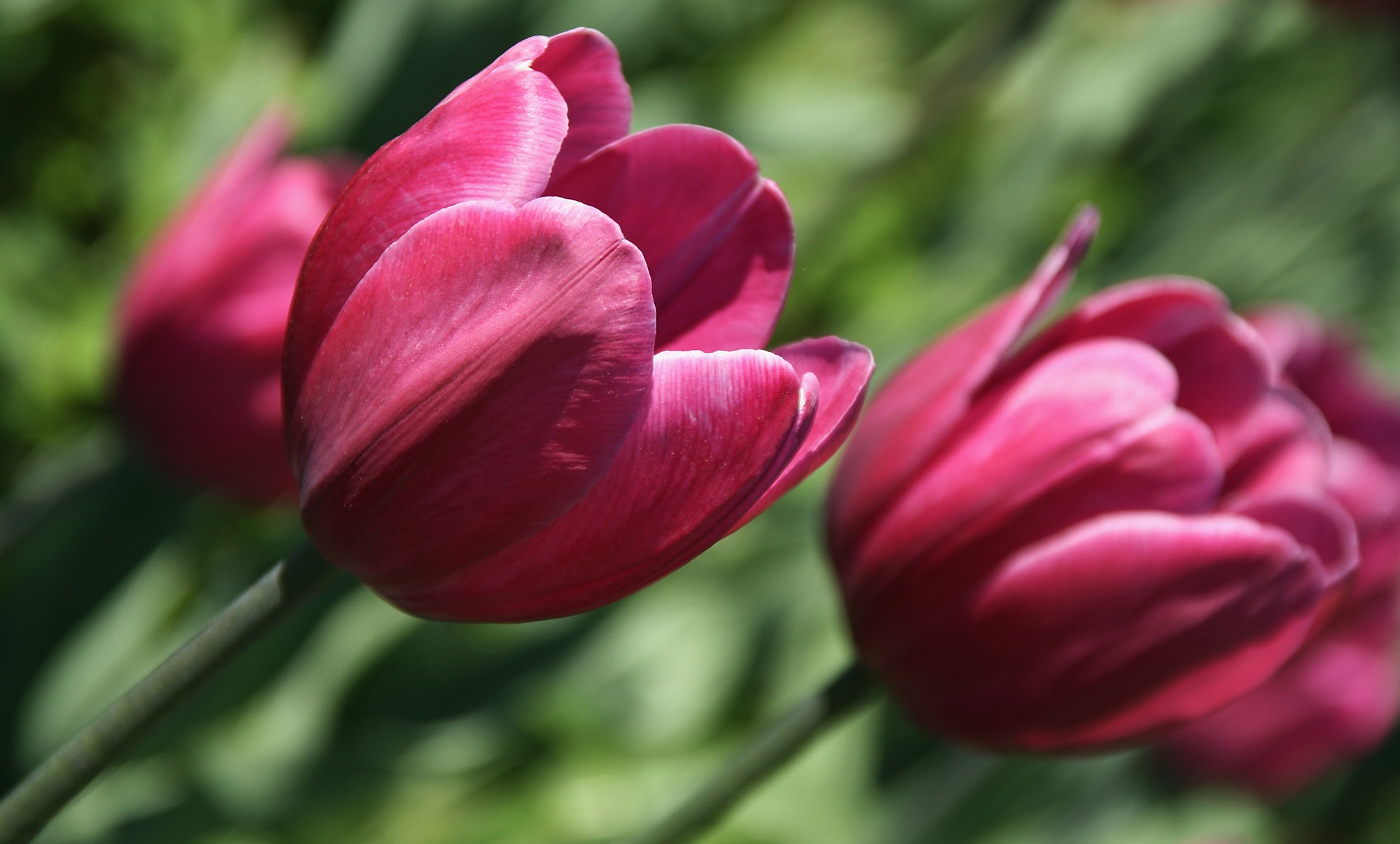 Sigma 18-125mm F3.8-5.6 DC OS HSM sample photo. Nice spring day photography