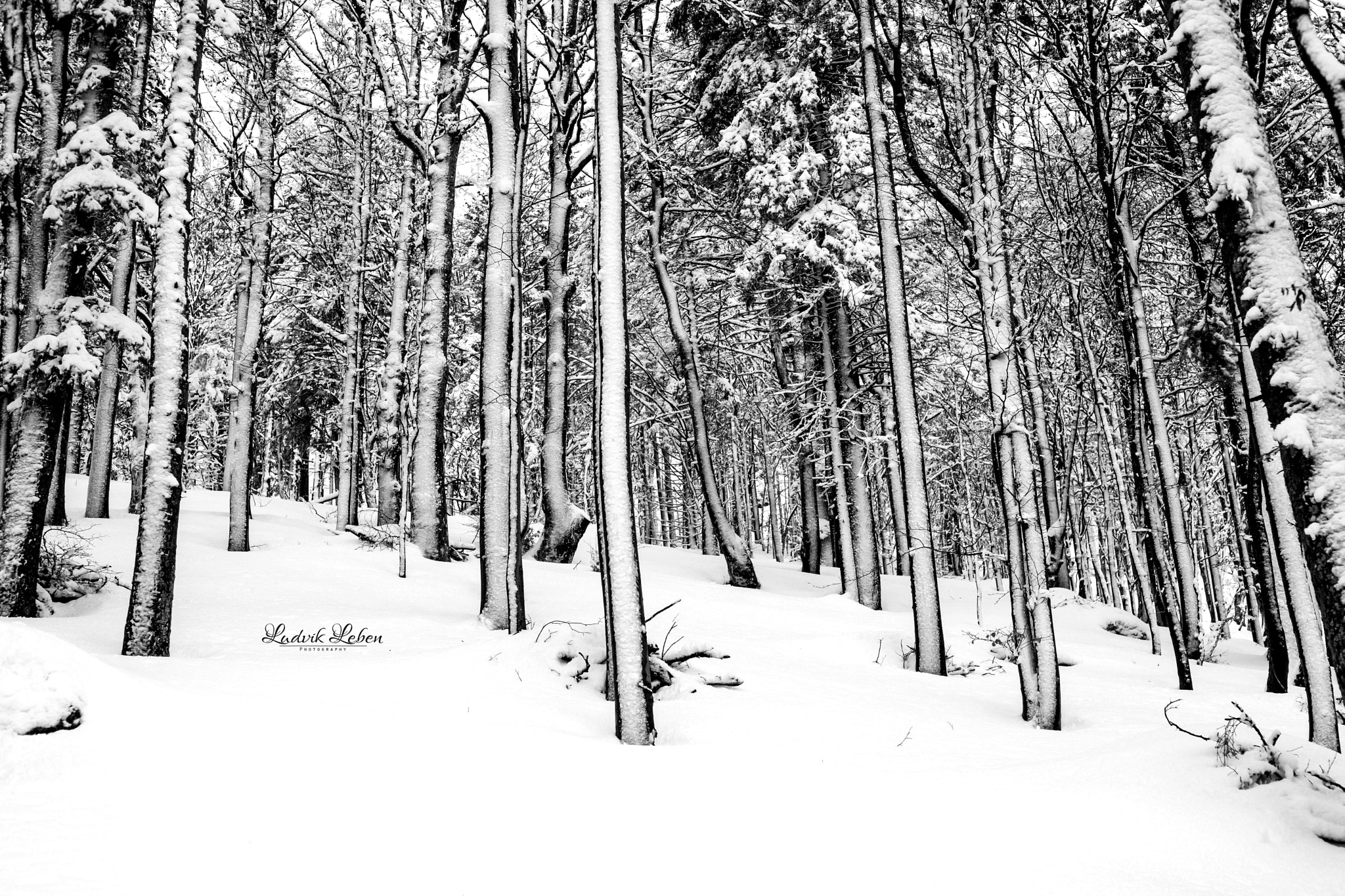 Sony a7 II + Sony 50mm F1.4 sample photo. Fresh snow photography