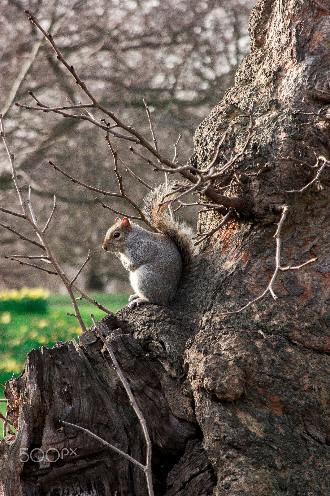 Canon EF 28-135mm F3.5-5.6 IS USM sample photo. Squirrel photography