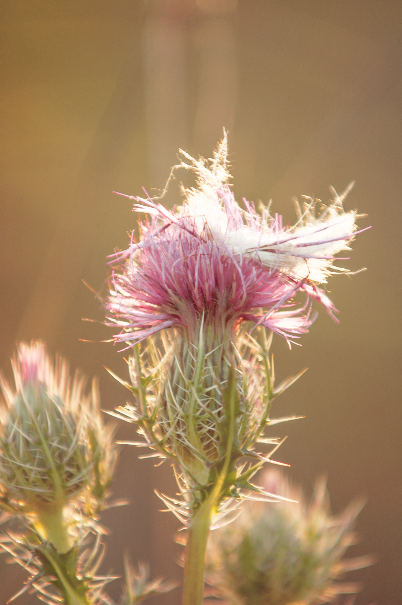 AF-S Zoom-Nikkor 80-200mm f/2.8D IF-ED sample photo. Sometimes beauty is found where you least expect it. photography
