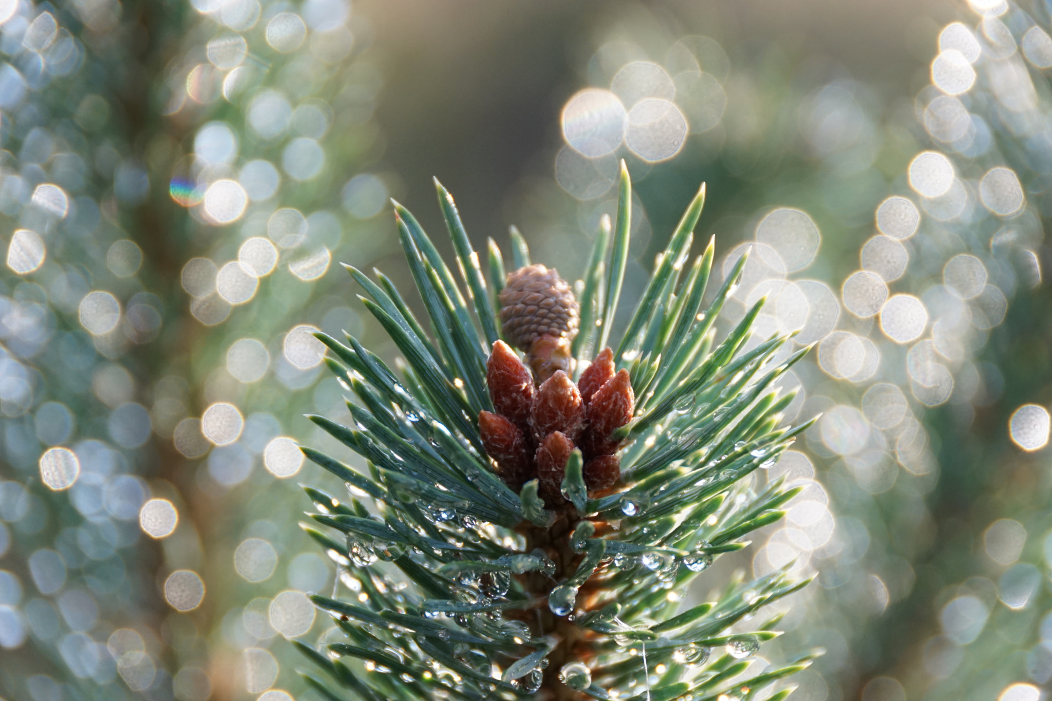Sony DT 18-250mm F3.5-6.3 sample photo. Le pin sylvestre photography