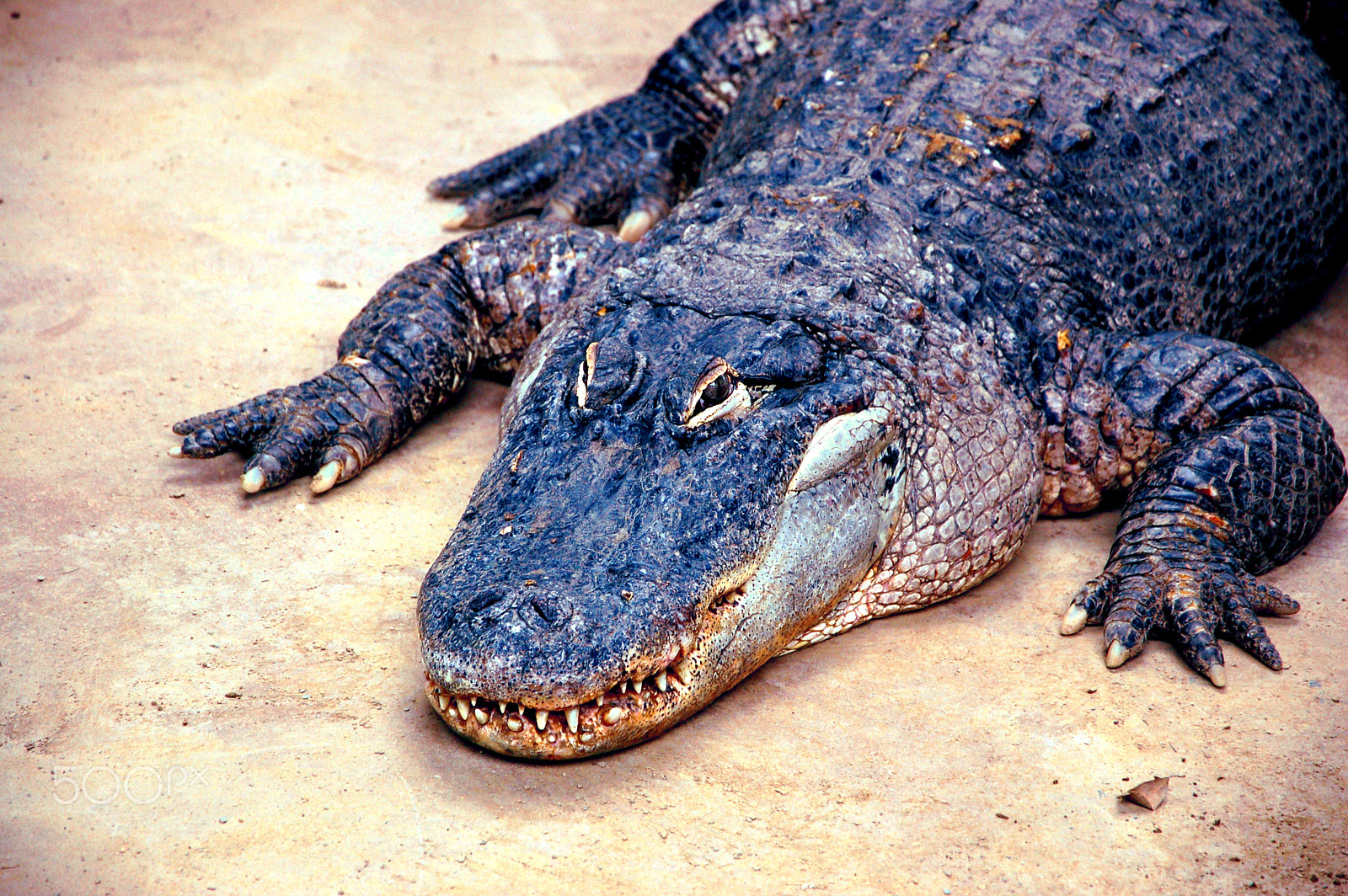 Nikon D50 sample photo. Aligator bay beauvior france photography