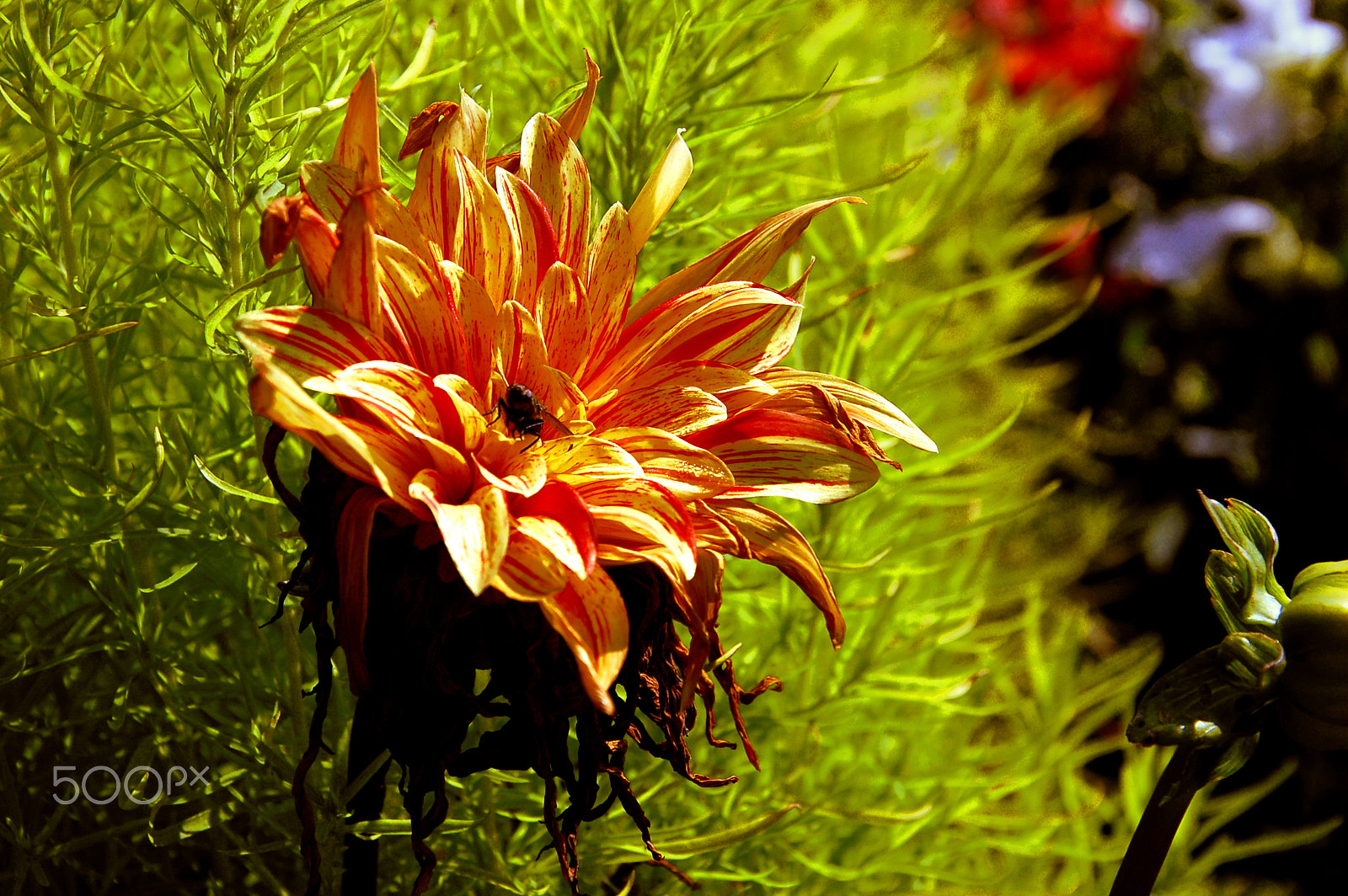 Nikon D50 sample photo. Bee on a flower photography