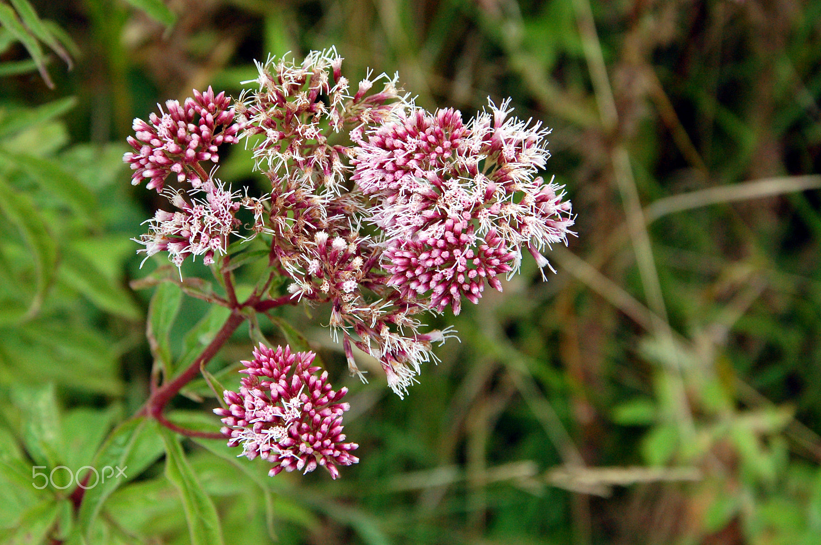Nikon D50 sample photo. The pink flower photography