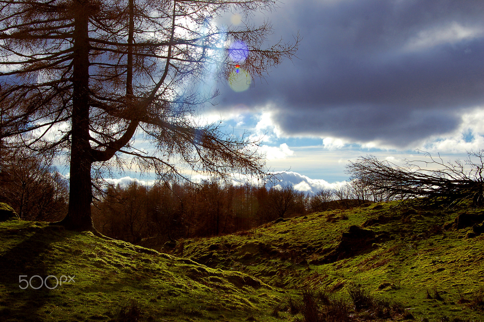 Nikon D50 sample photo. Tree in silhouette photography