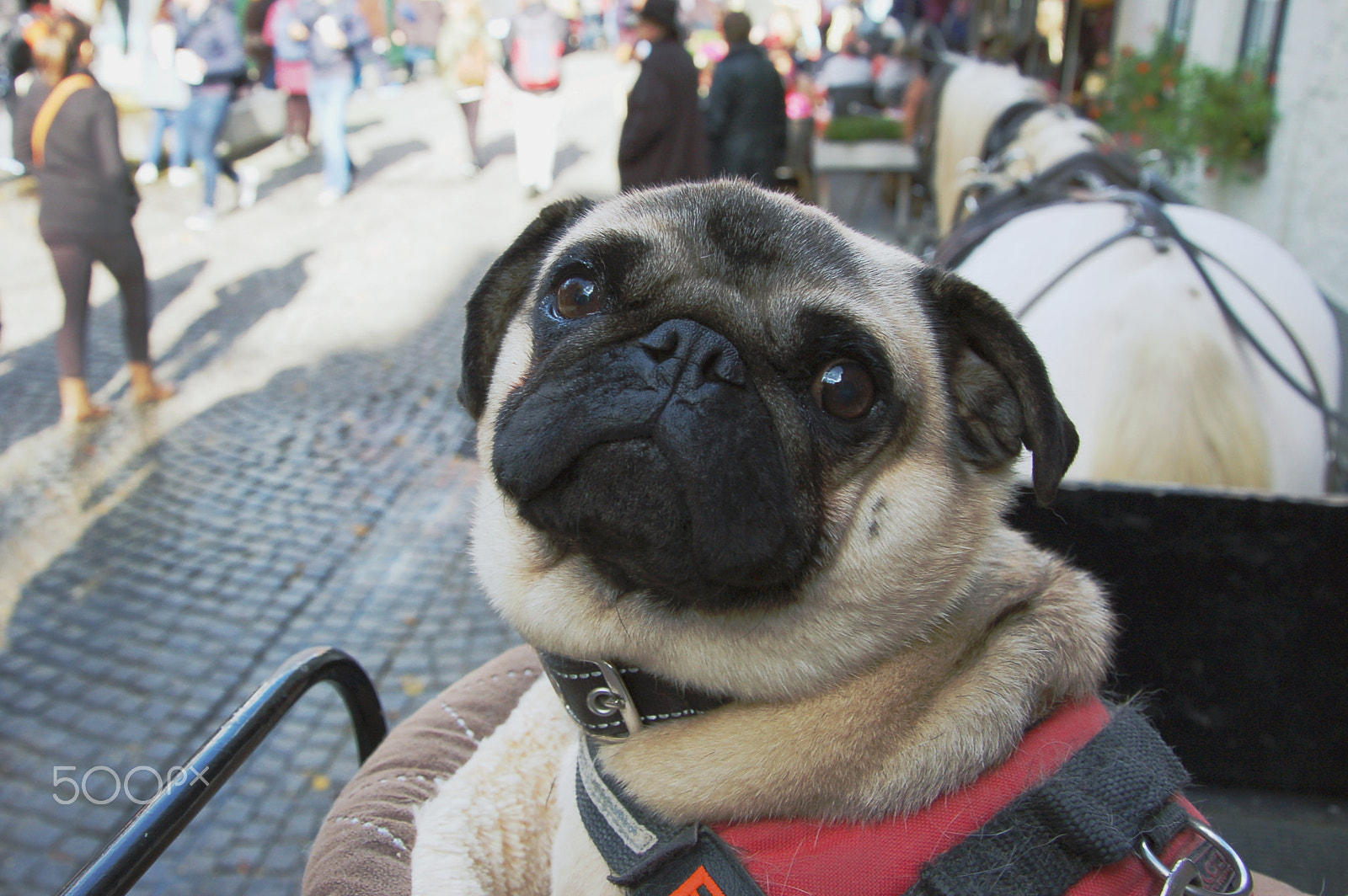 Nikon D50 sample photo. A pug in bruges photography