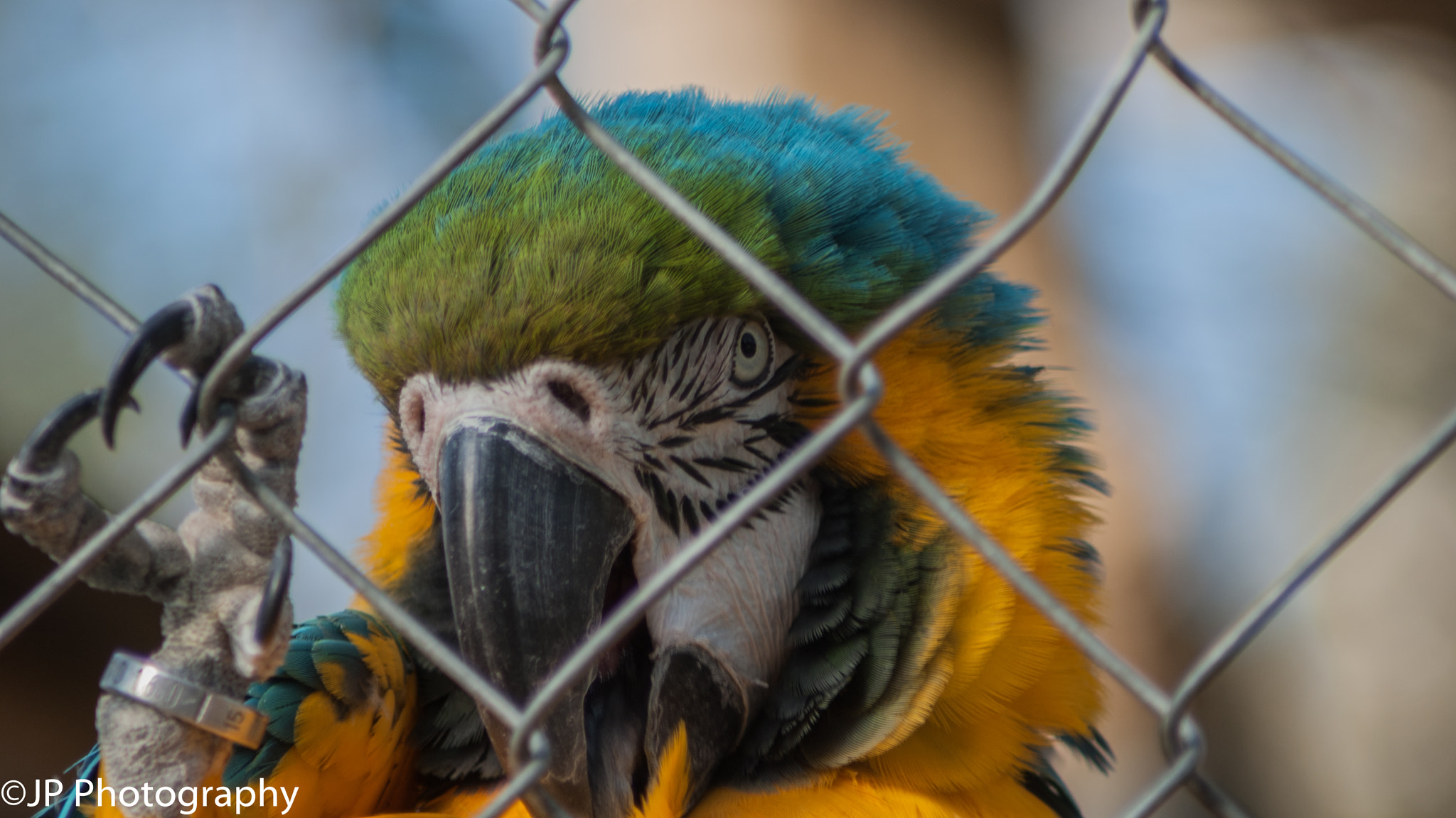 Tamron 200-400mm F5.6 LD sample photo. Papagei in the movieanimalpark (filmtierpark) in e ... photography