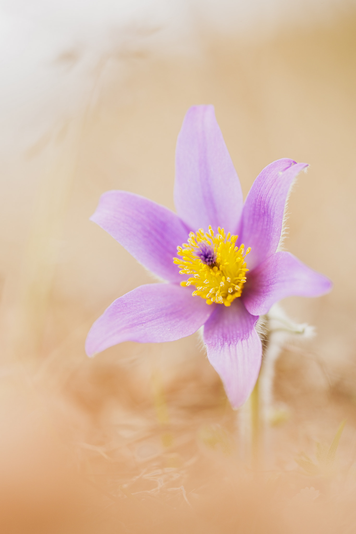 Sigma APO Macro 180mm F2.8 EX DG OS HSM sample photo. Grandis photography