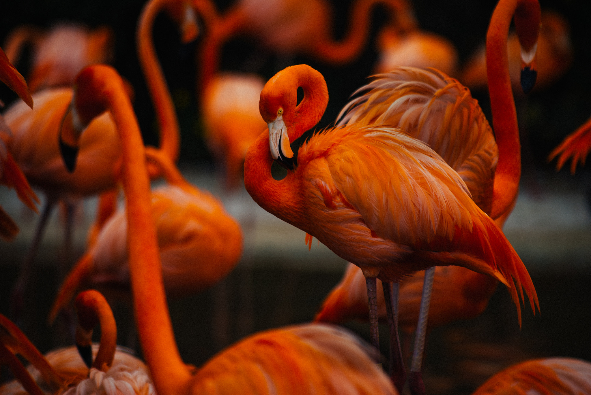 Nikon D200 sample photo. San diego flamingo photography