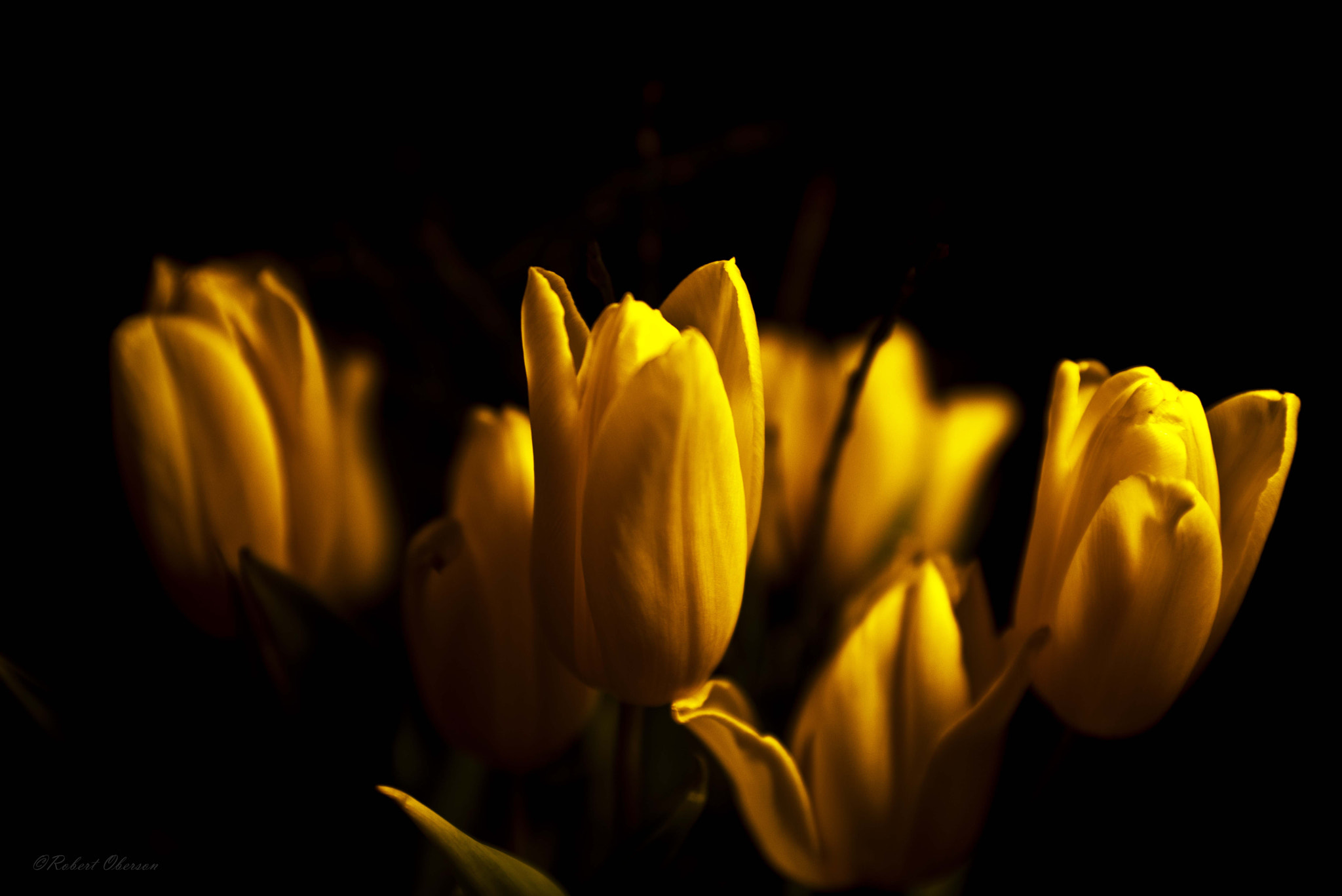 Nikon D800 + AF Zoom-Nikkor 35-70mm f/2.8D sample photo. Tulipes photography