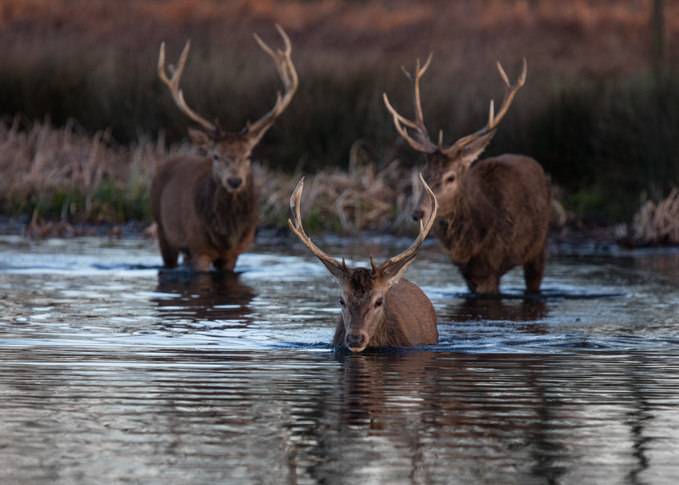 Canon EF 400mm F4.0 DO IS USM sample photo. Lake crossing photography