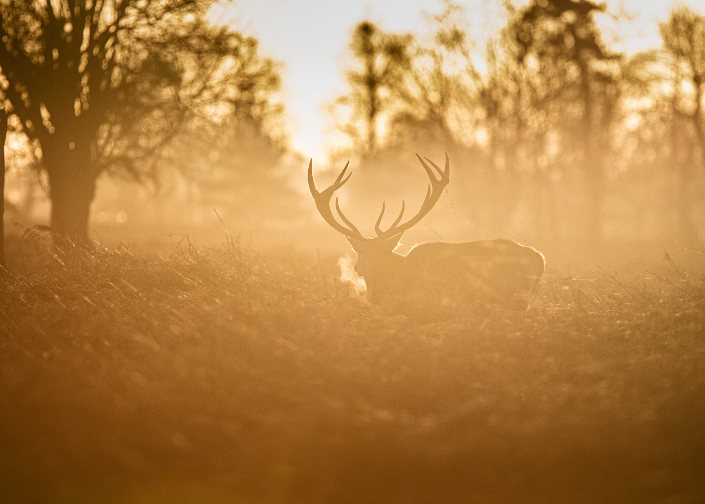 Canon EOS 5DS R + Canon EF 400mm F4.0 DO IS USM sample photo. Dawn stroll photography