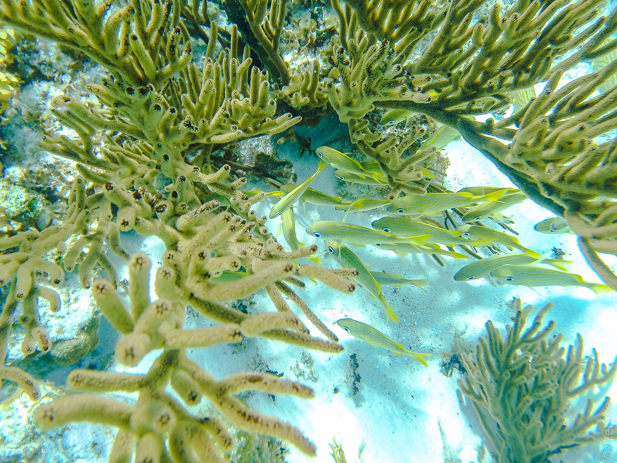 Olympus u1030SW,S1030SW sample photo. Fish in the sea photography