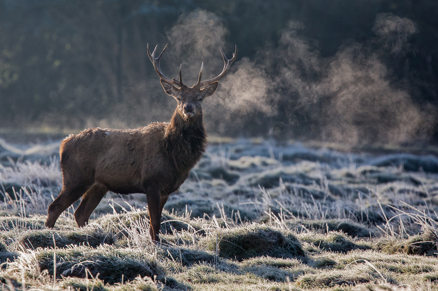 Canon EF 400mm F4.0 DO IS USM sample photo. Majestic photography