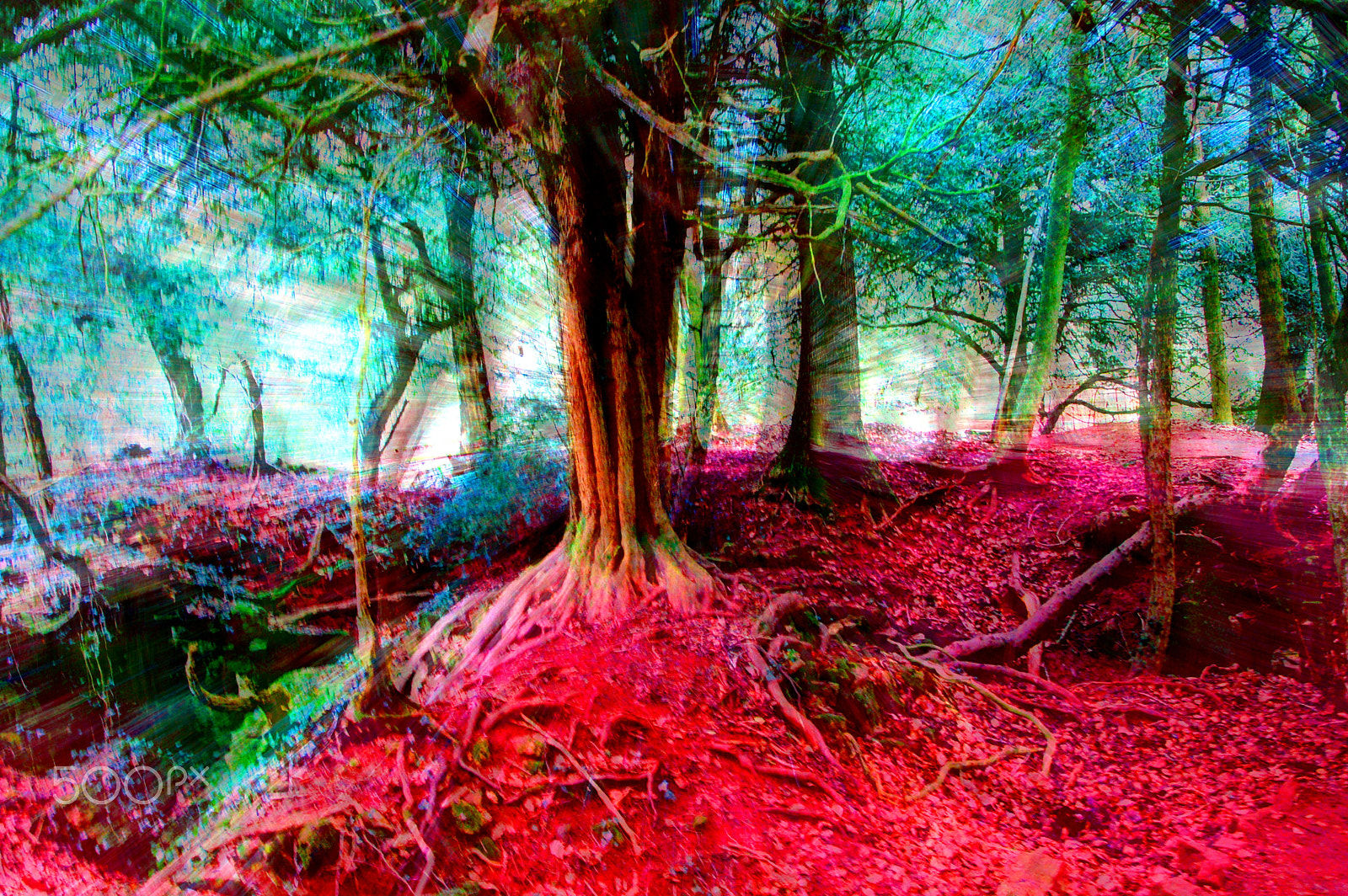 Nikon D50 sample photo. A blood red forest photography