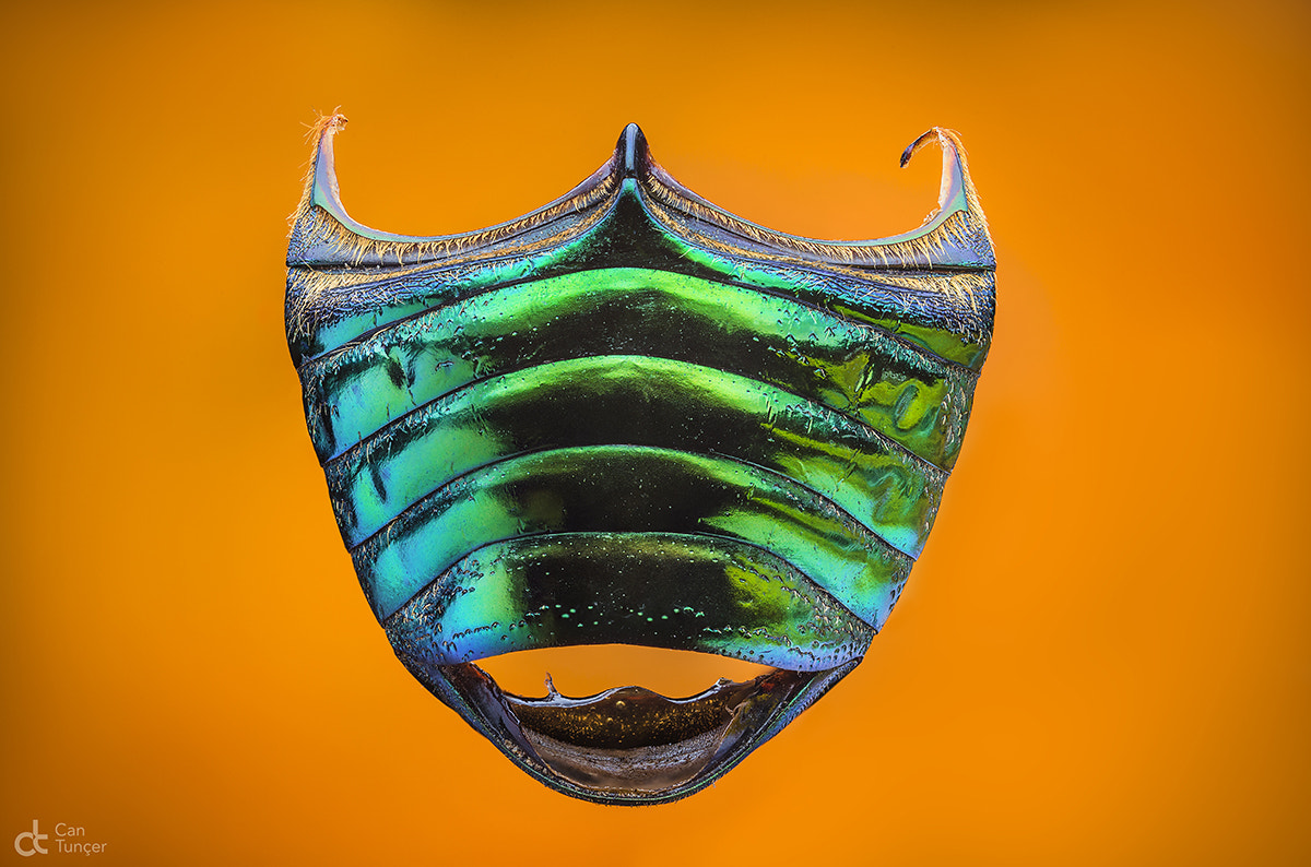 Canon MP-E 65mm F2.5 1-5x Macro Photo sample photo. Armor photography