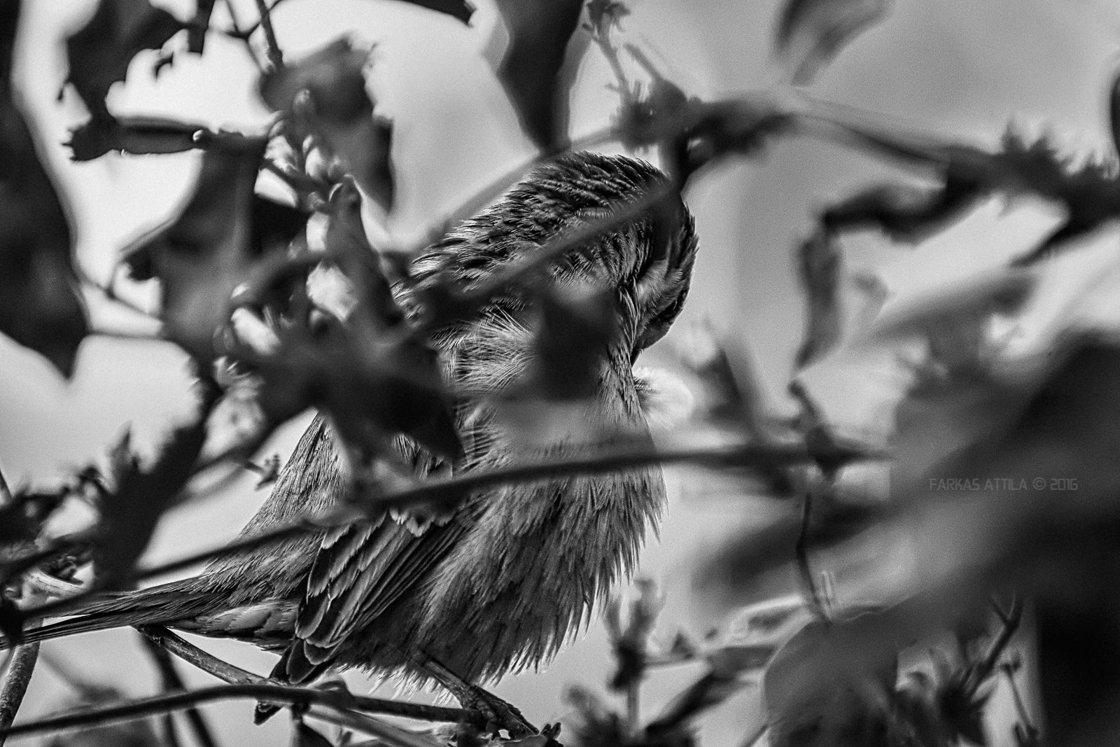 Nikon D60 sample photo. The shy... photography