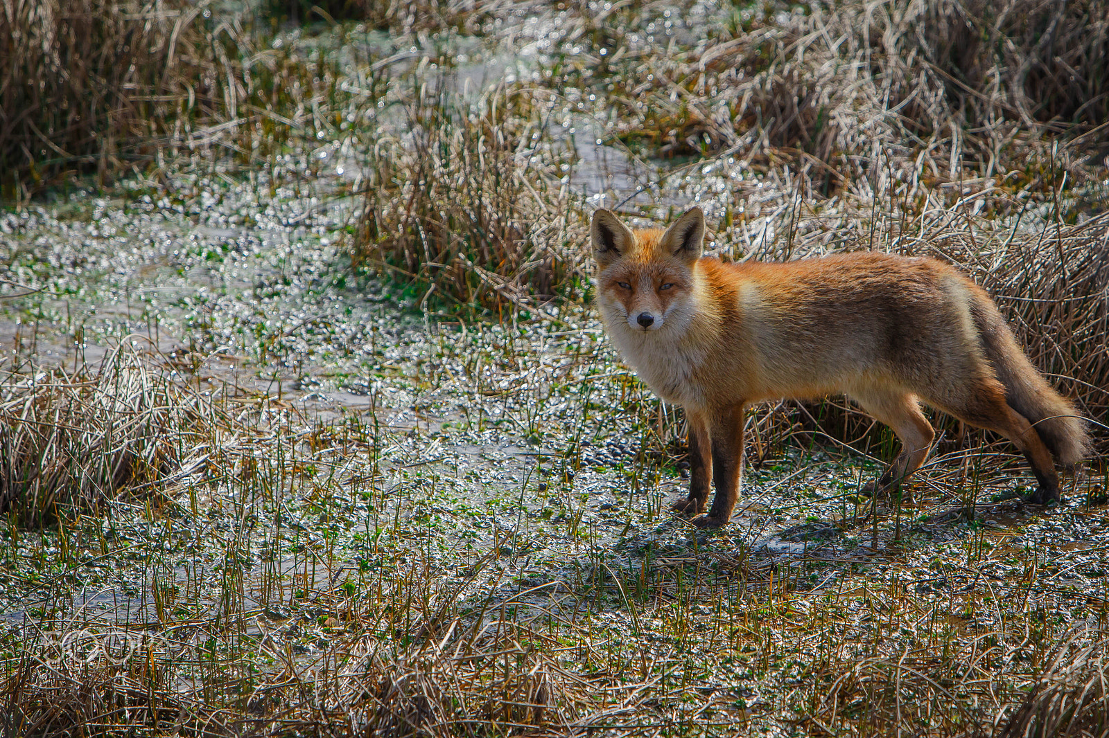 Canon EOS 6D + Canon EF 70-200mm F2.8L IS USM sample photo. Fox(vulpes vulpes) photography